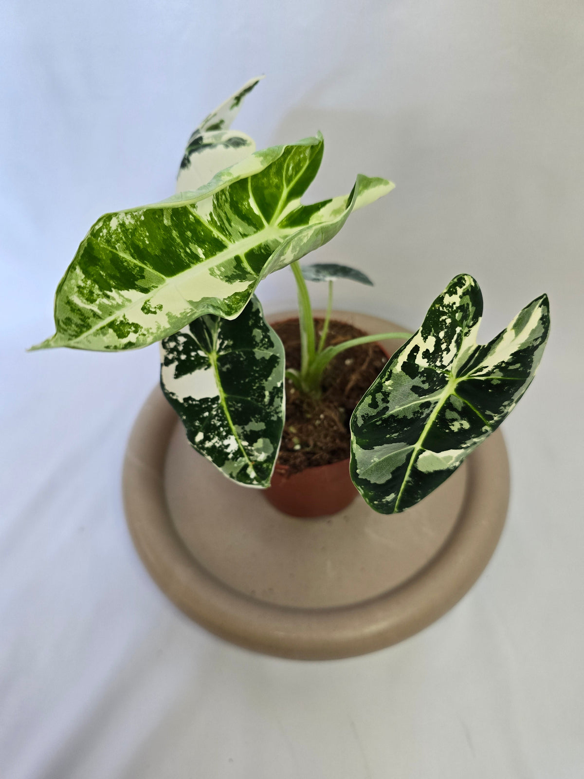 Exemples de produits Plantes