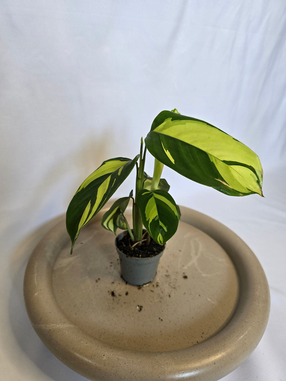 Plantes