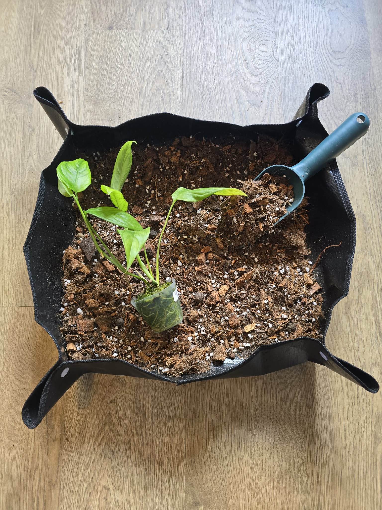 Tapis de Rempotage 🪴🌿 – 3 Tailles pour Travailler Proprement