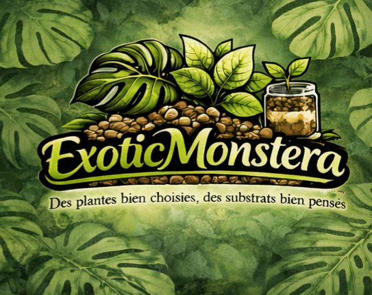 Monstera Albo 🌱💚