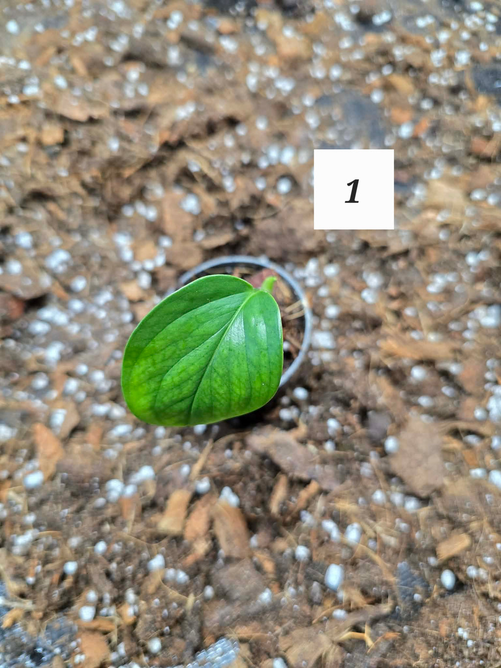 Monstera Lechleriana 🌿 – Plante Tropicale Rare & Élégante