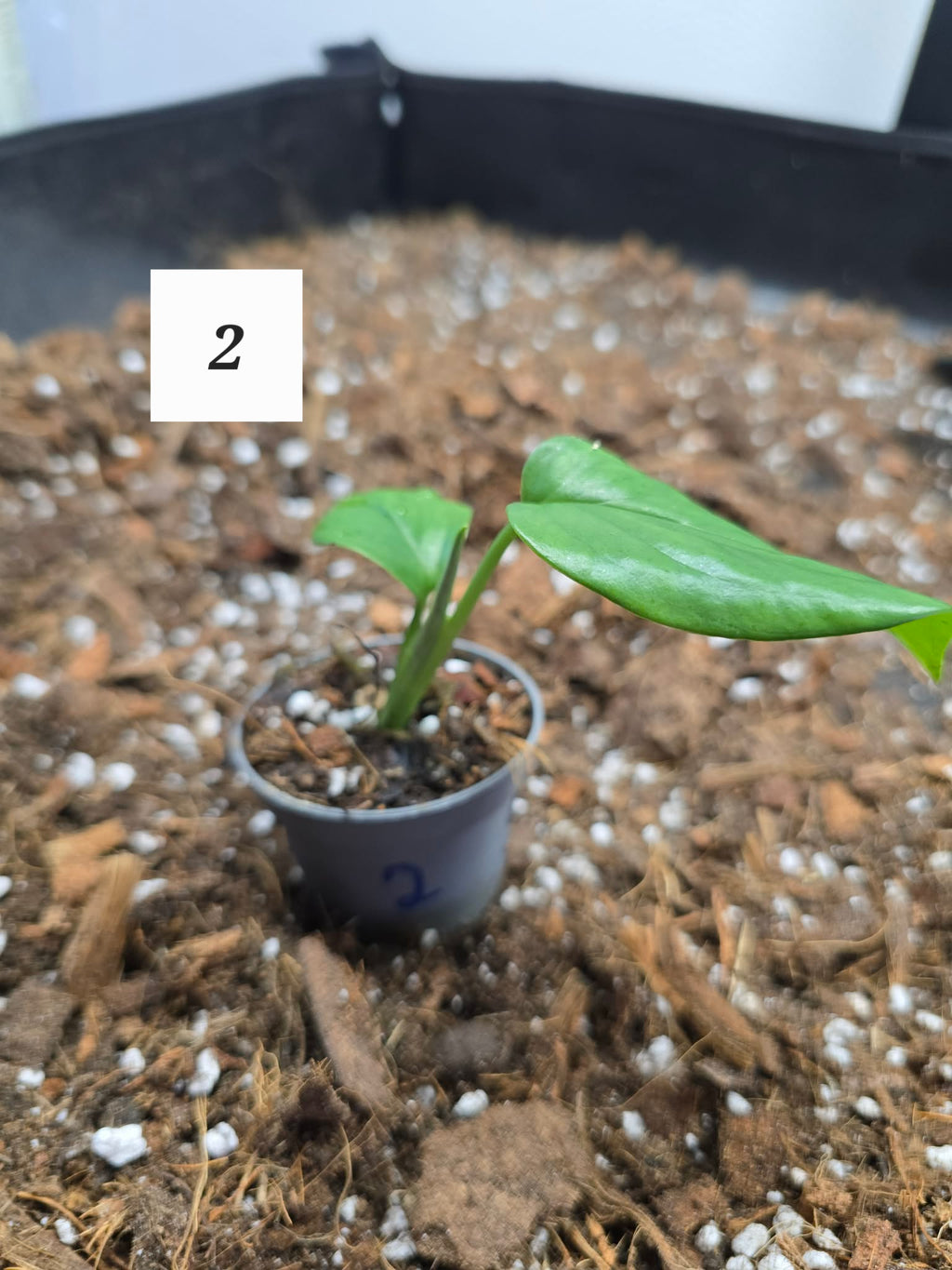 Monstera Lechleriana 🌿 – Plante Tropicale Rare & Élégante