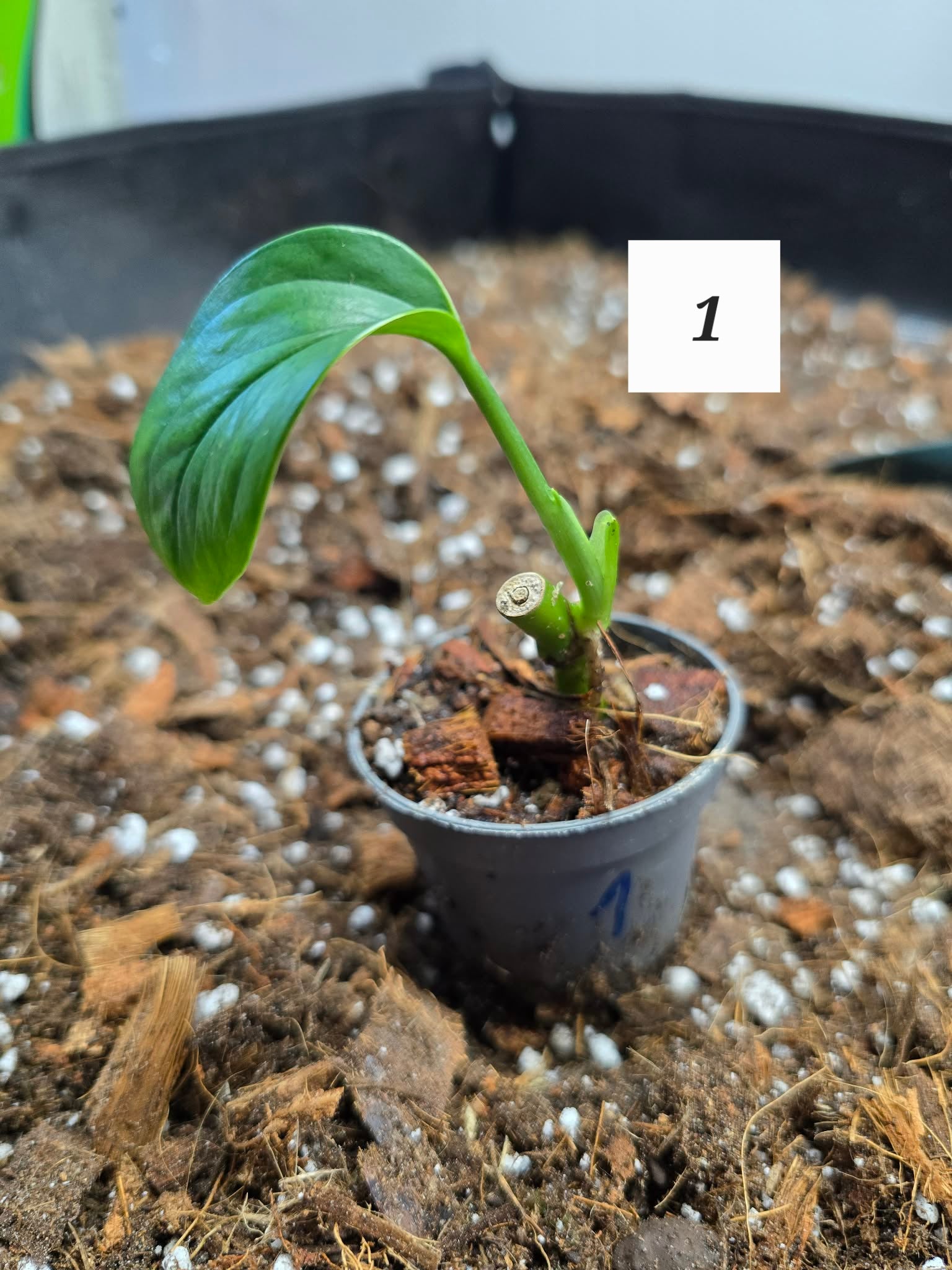 Monstera Lechleriana 🌿 – Plante Tropicale Rare & Élégante