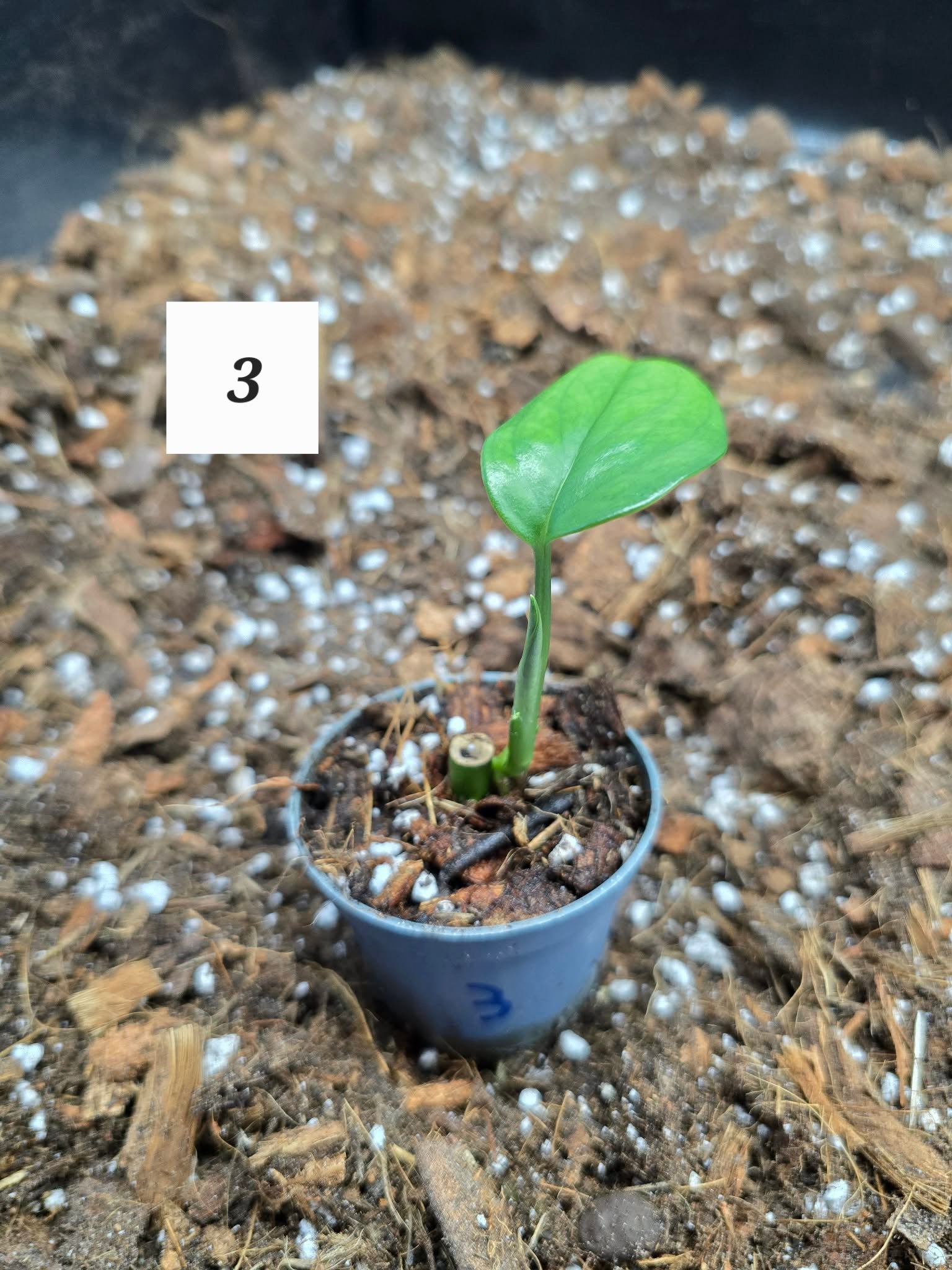 Monstera Lechleriana 🌿 – Plante Tropicale Rare & Élégante