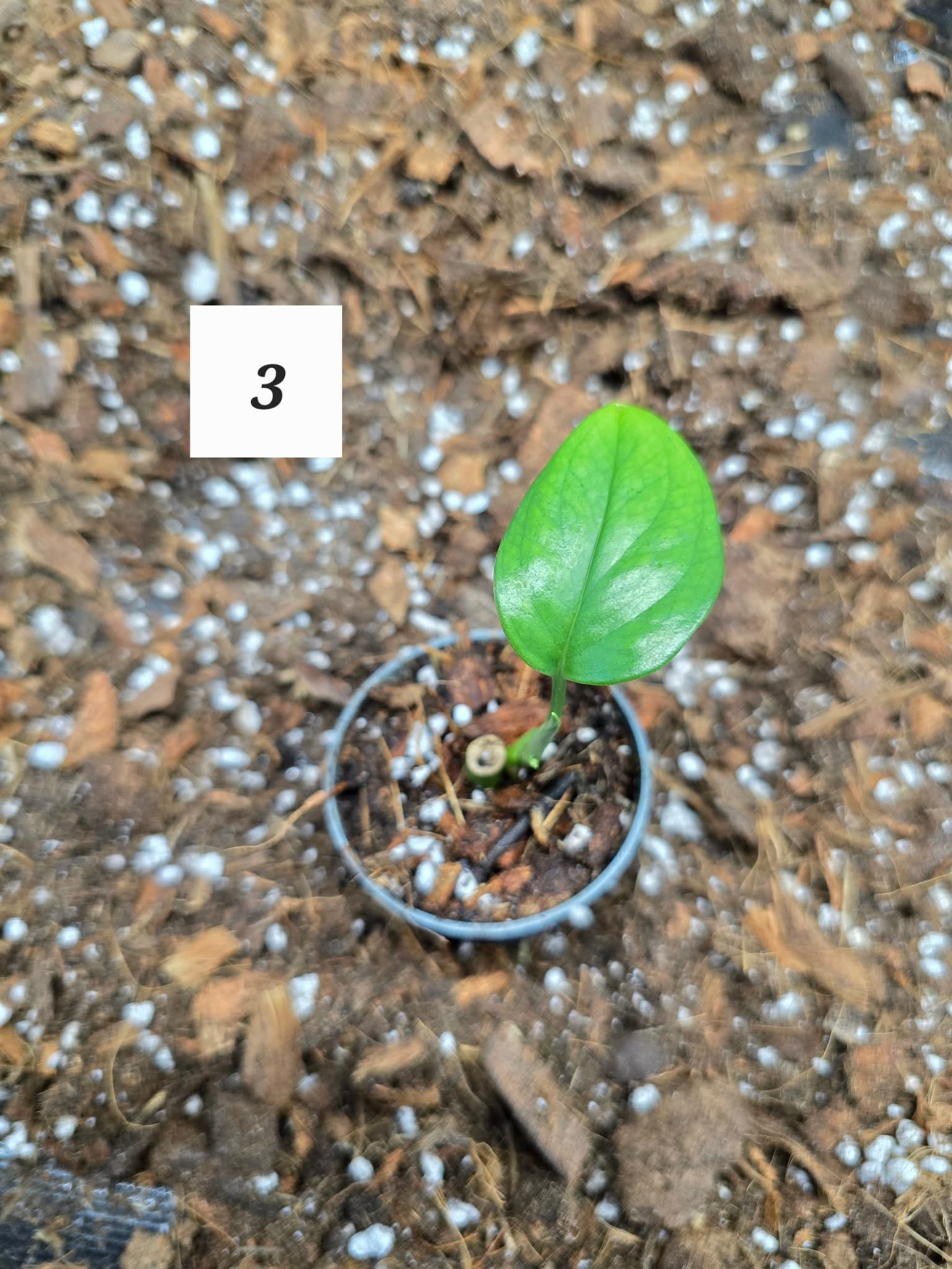 Monstera Lechleriana 🌿 – Plante Tropicale Rare & Élégante