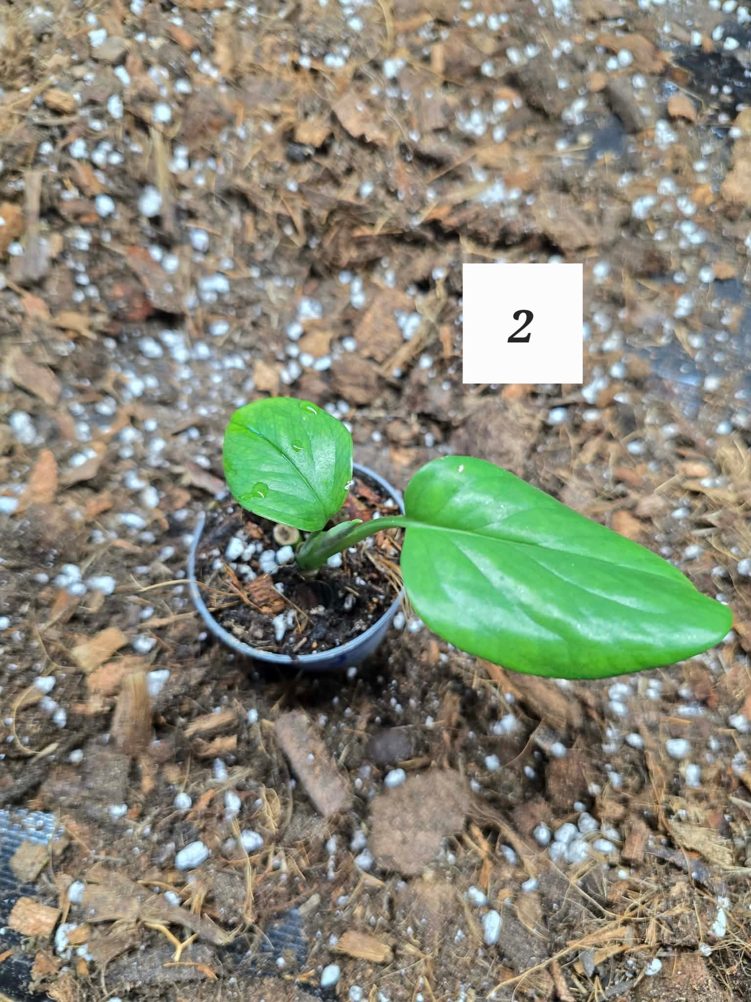 Monstera Lechleriana 🌿 – Plante Tropicale Rare & Élégante