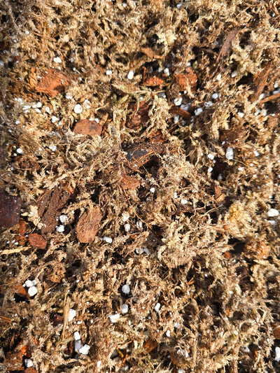 Mélange Orchidacées Premium 🌸 – Substrat Aéré Idéal pour les Orchidées & Racines Saines
