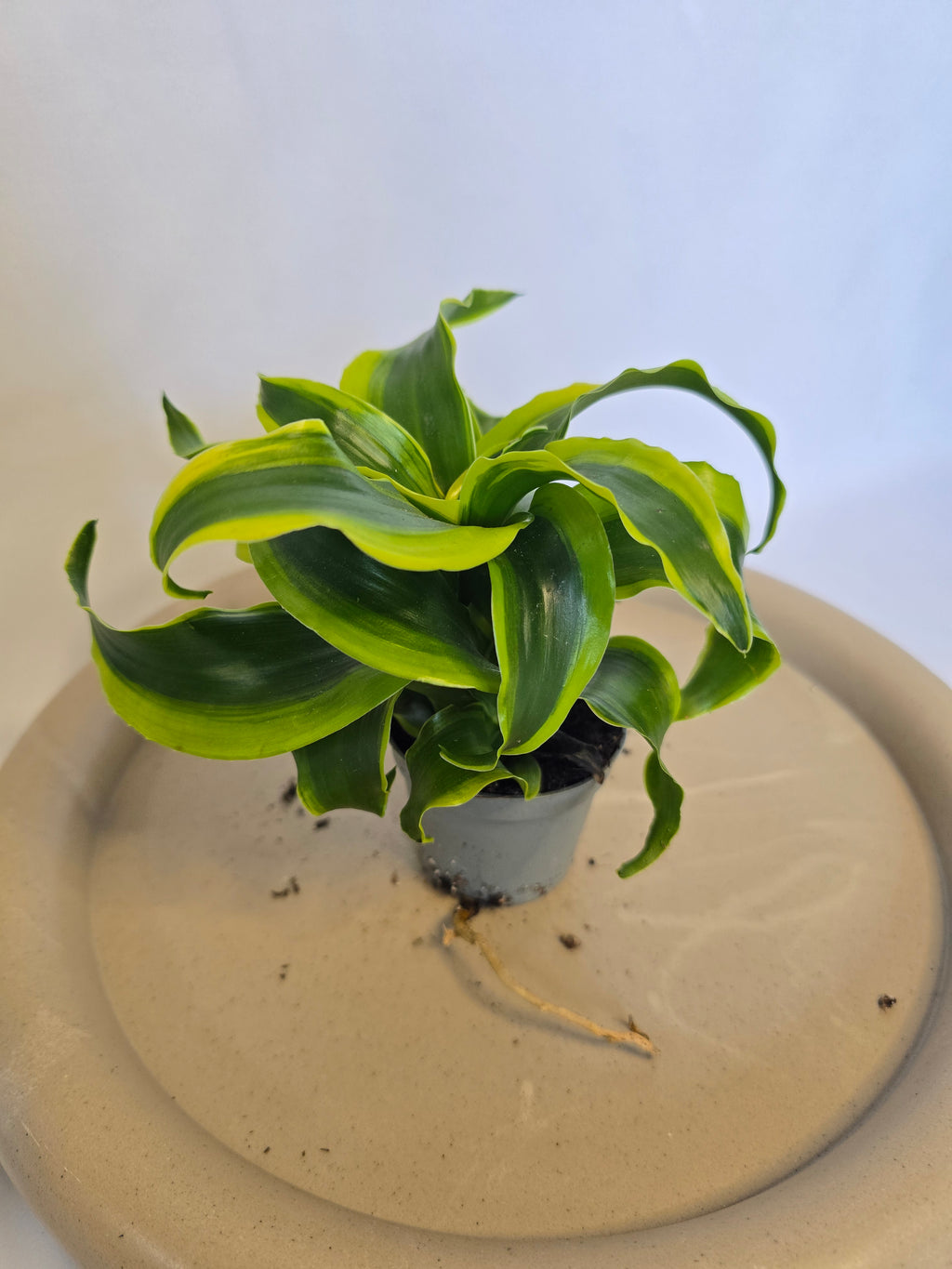 Dracaena Tornado 🌪️🌿 – Plante Tropicale Originale