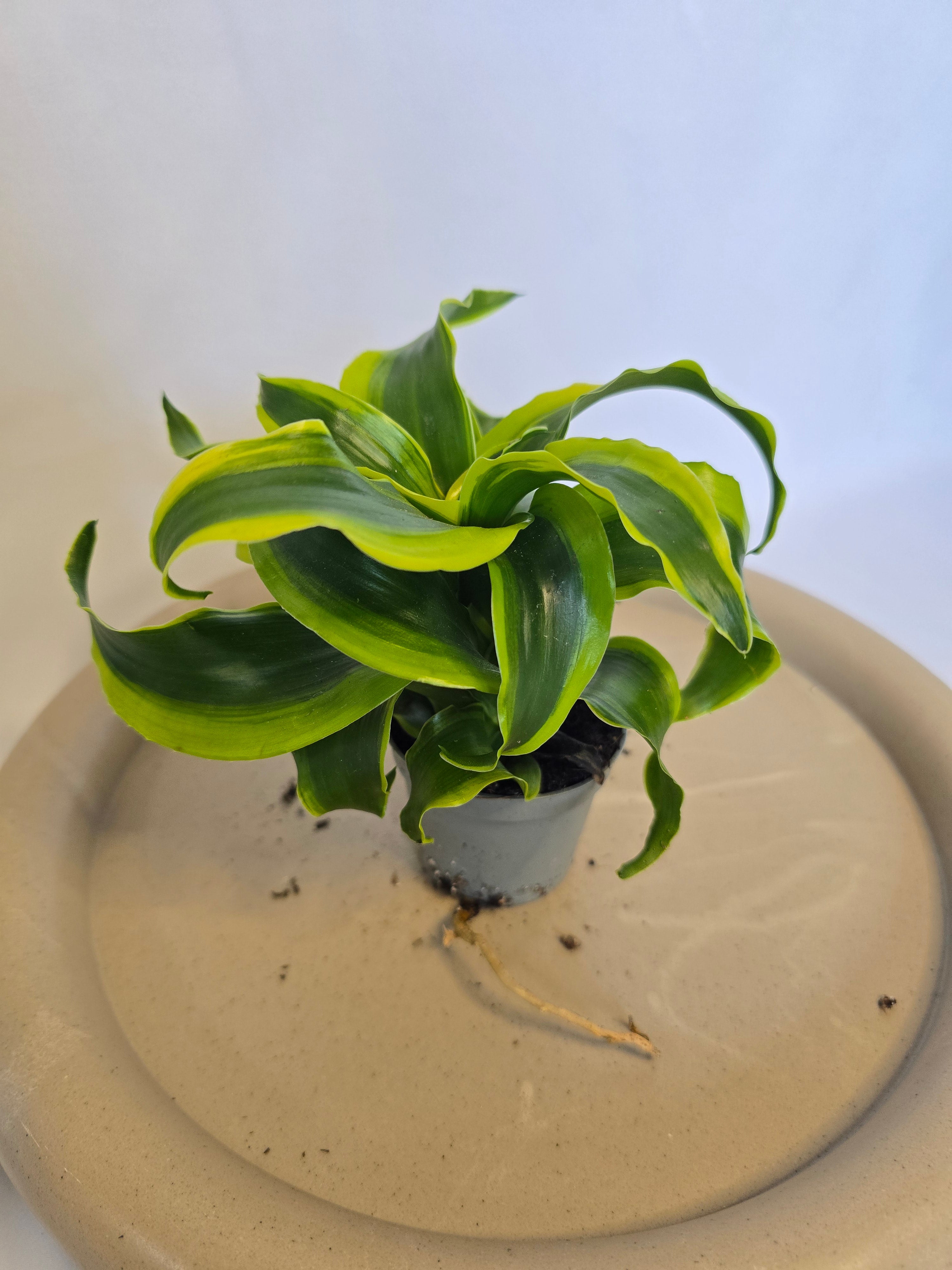 Dracaena Tornado 🌪️🌿 – Plante Tropicale Originale