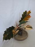 Philodendron Caramel Marble 🌿🔥 – Plante Rare Panachée
