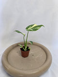 Monstera Thai Constellation 🌿✨ – Plante Rare Panachée