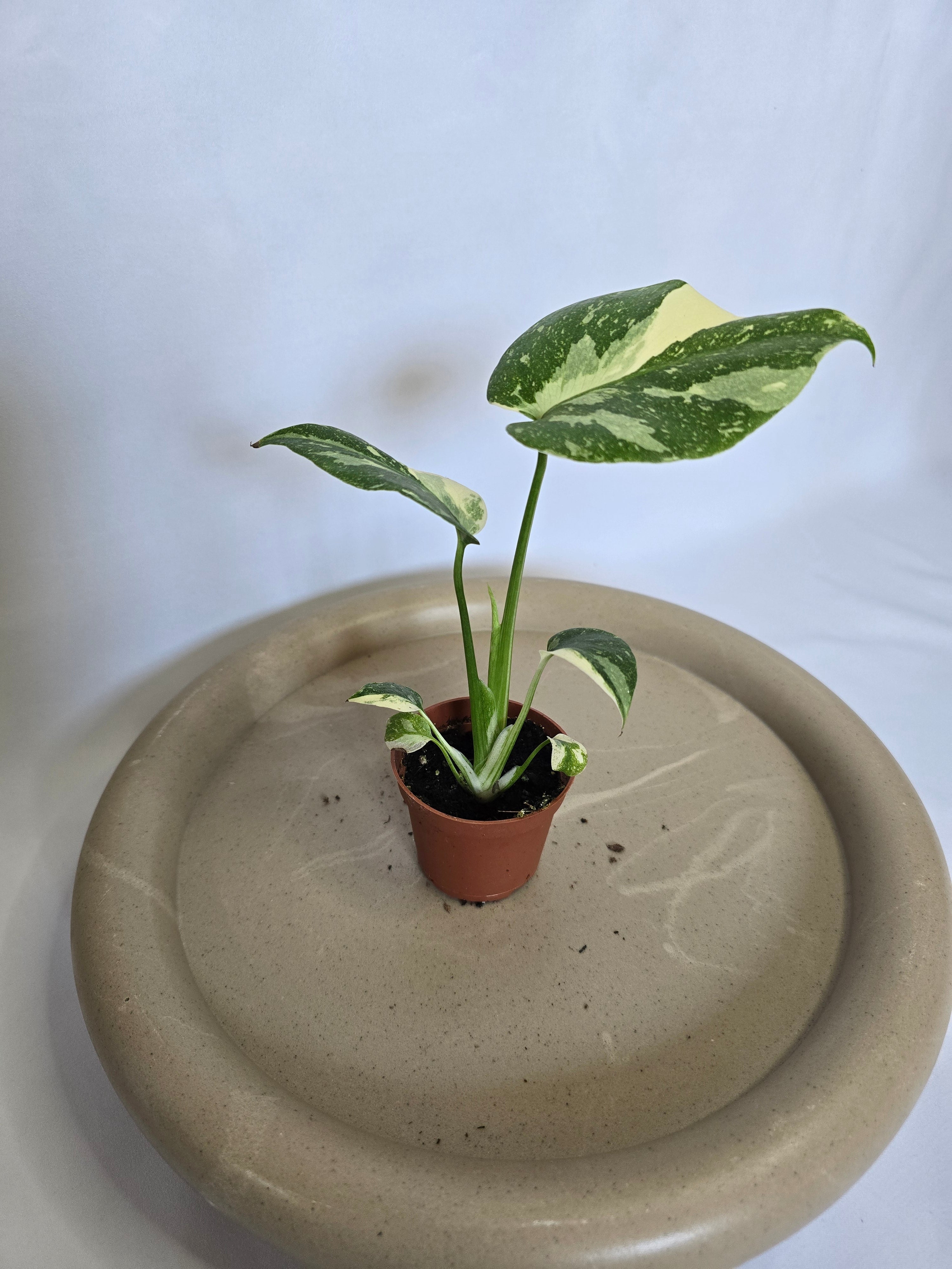 Monstera Thai Constellation 🌿✨ – Plante Rare Panachée