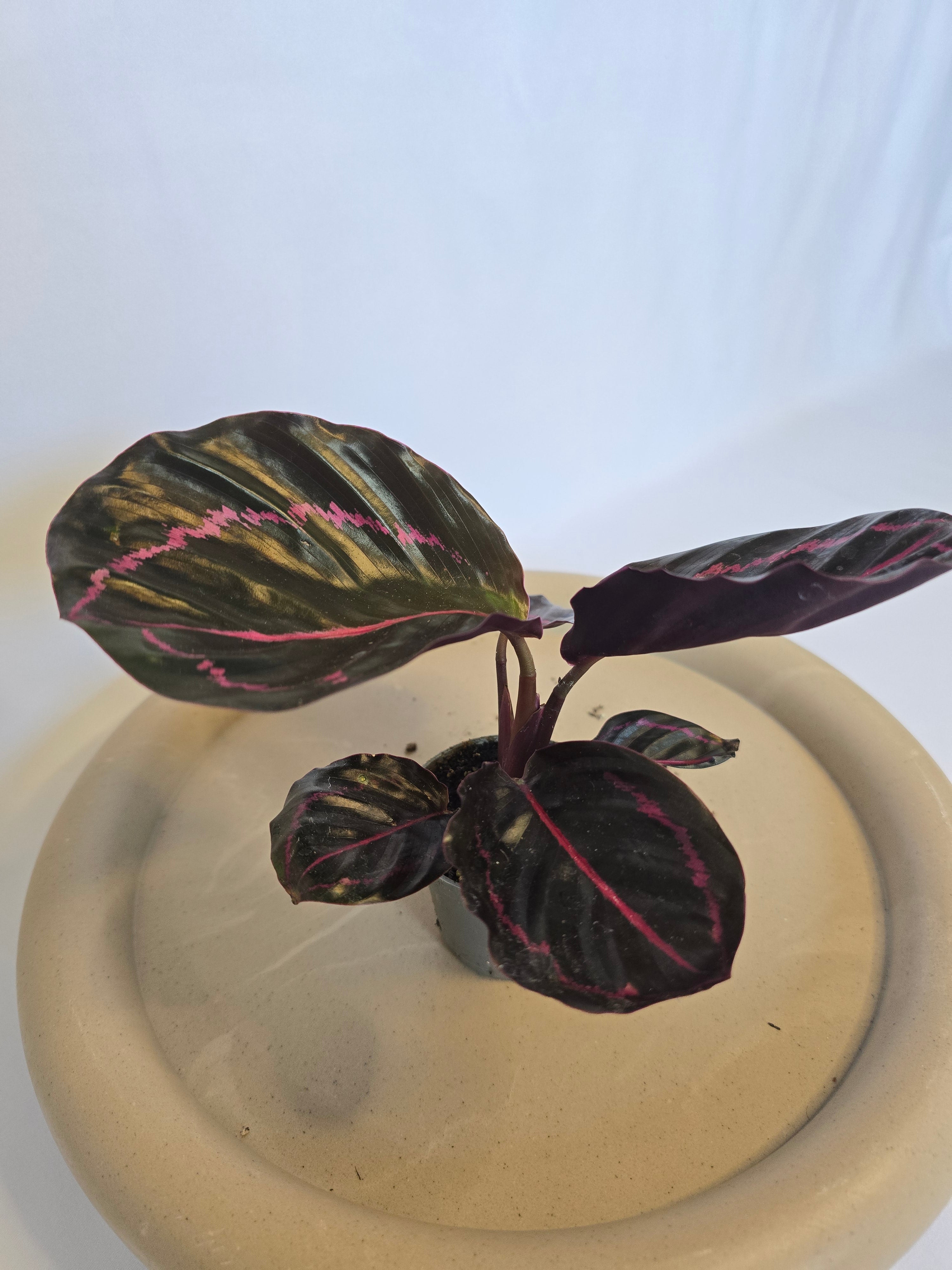Calathea Roseopicta 🌿💗 – Plante Tropicale Élégante