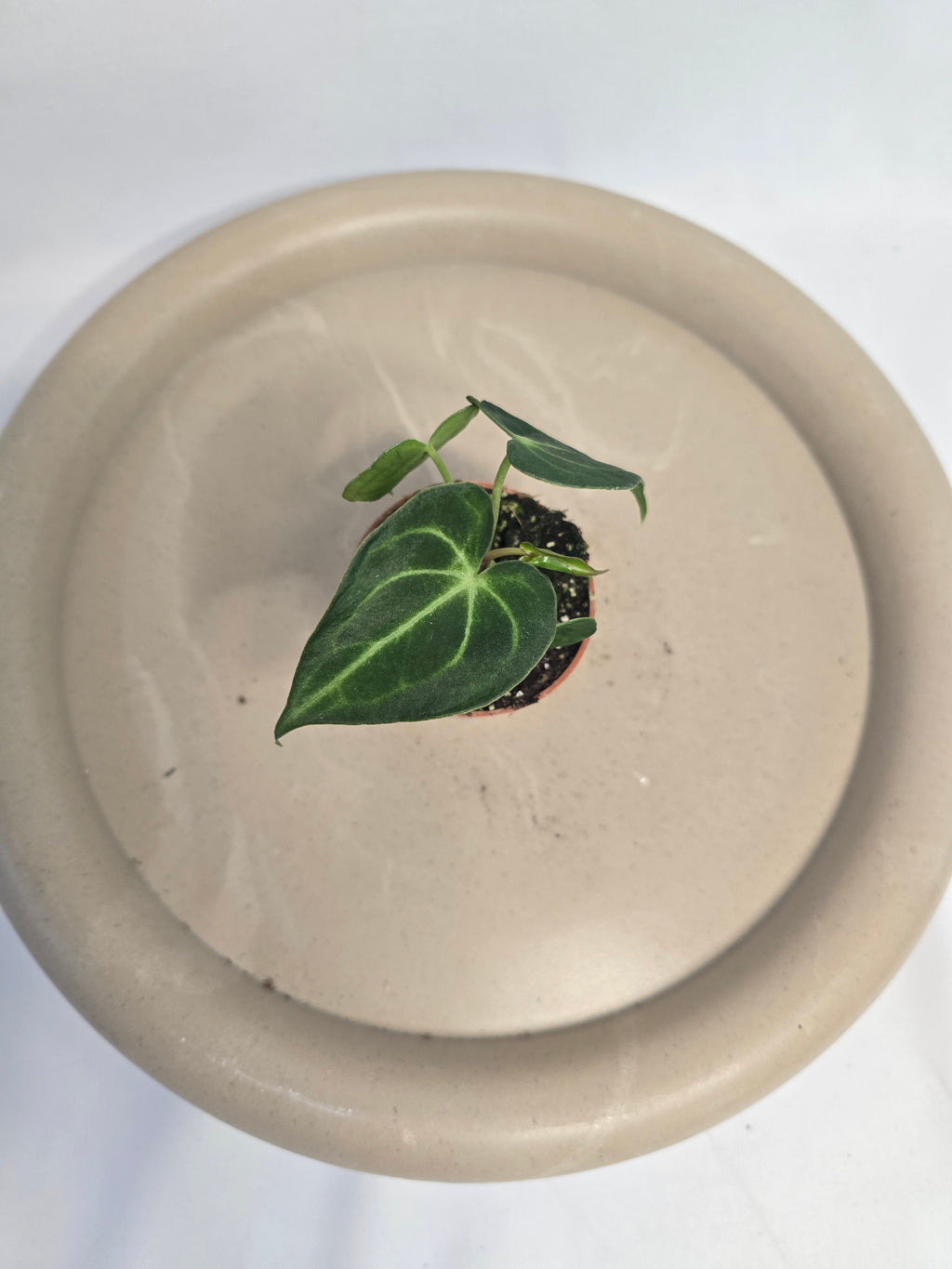 Anthurium Magnificum – Plante tropicale rare velours
