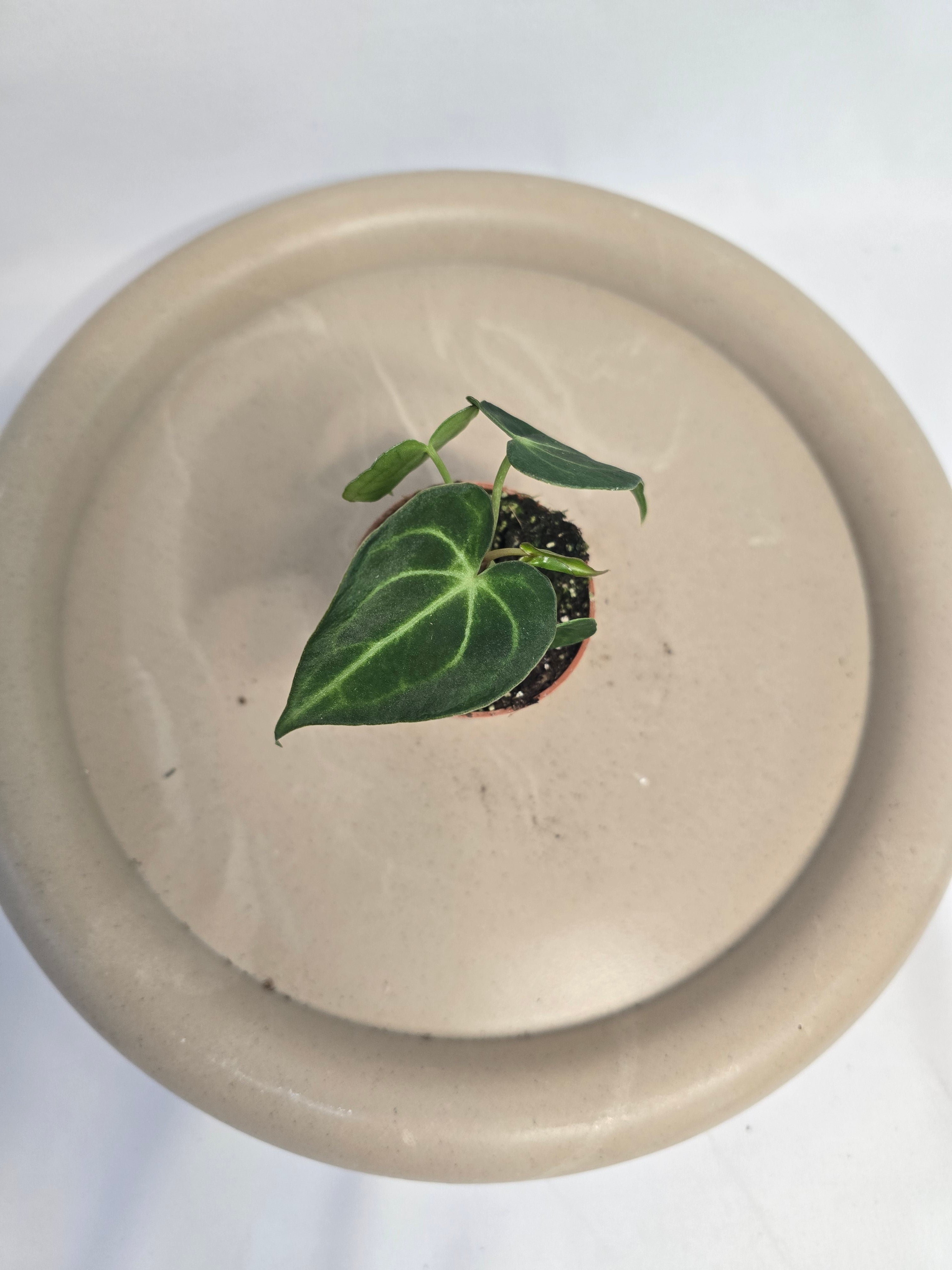 Anthurium Magnificum – Plante tropicale rare velours