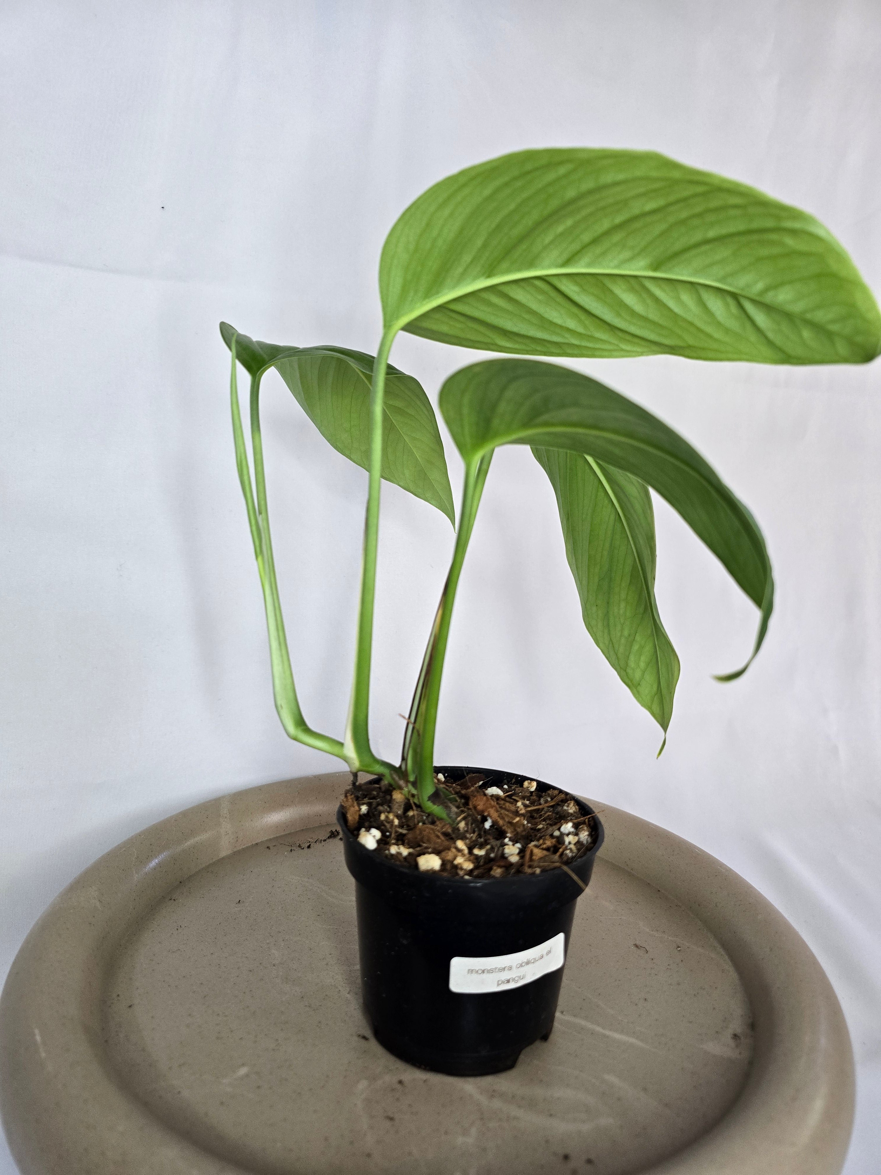 🌿✨ Monstera Obliqua El Pangui – Une Rareté Botanique Exceptionnelle ✨🌿