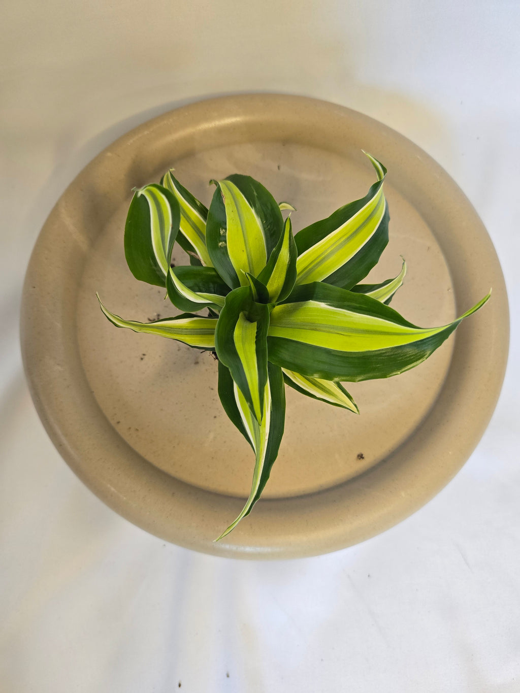 Dracaena Lemon Lime 🍋🌿 – Plante Tropicale Colorée