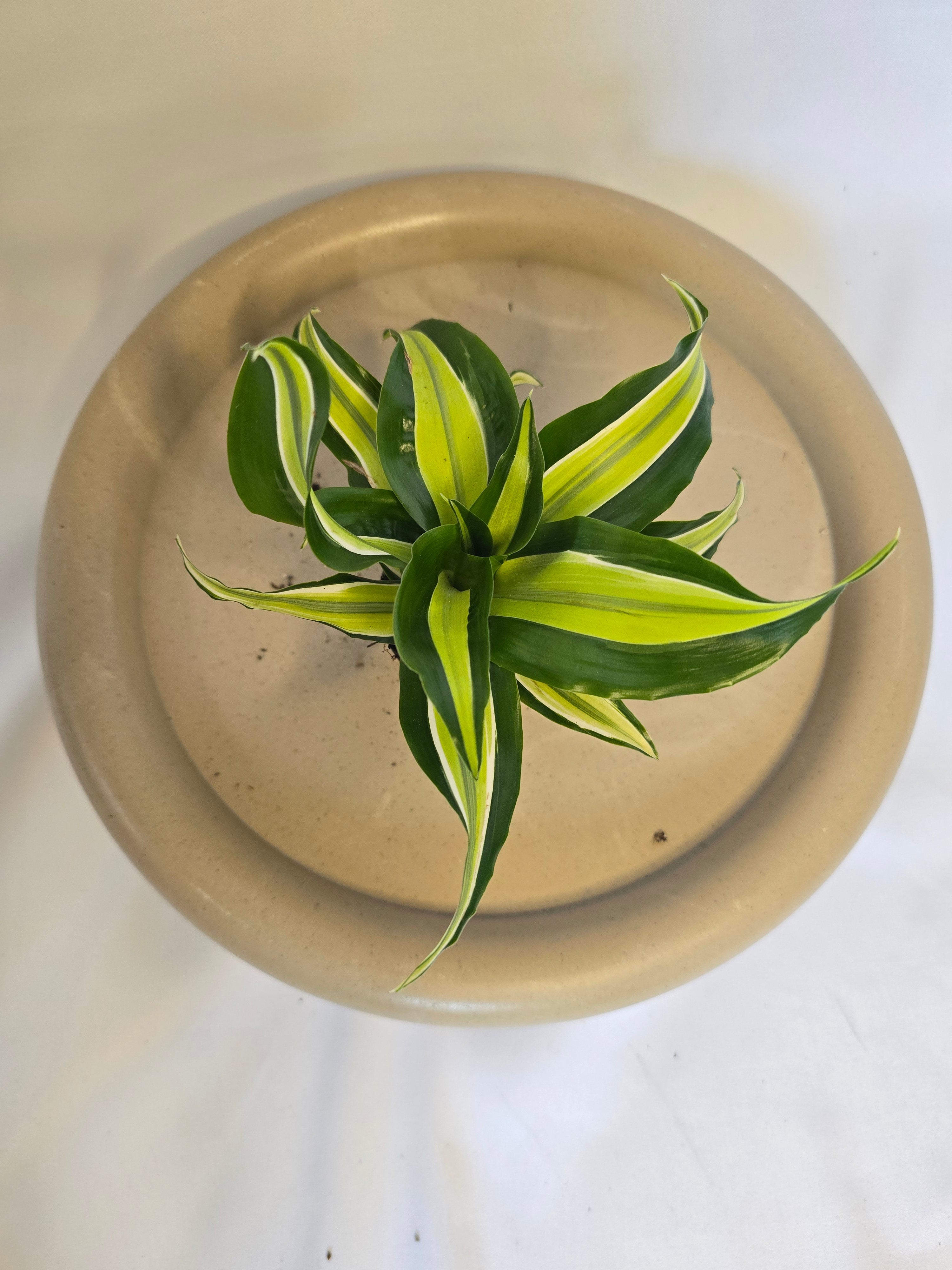 Dracaena Lemon Lime 🍋🌿 – Plante Tropicale Colorée