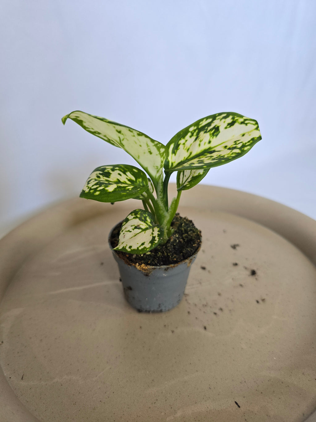 Aglaonema Snowflake ❄️🌿 – Plante Tropicale Élégante