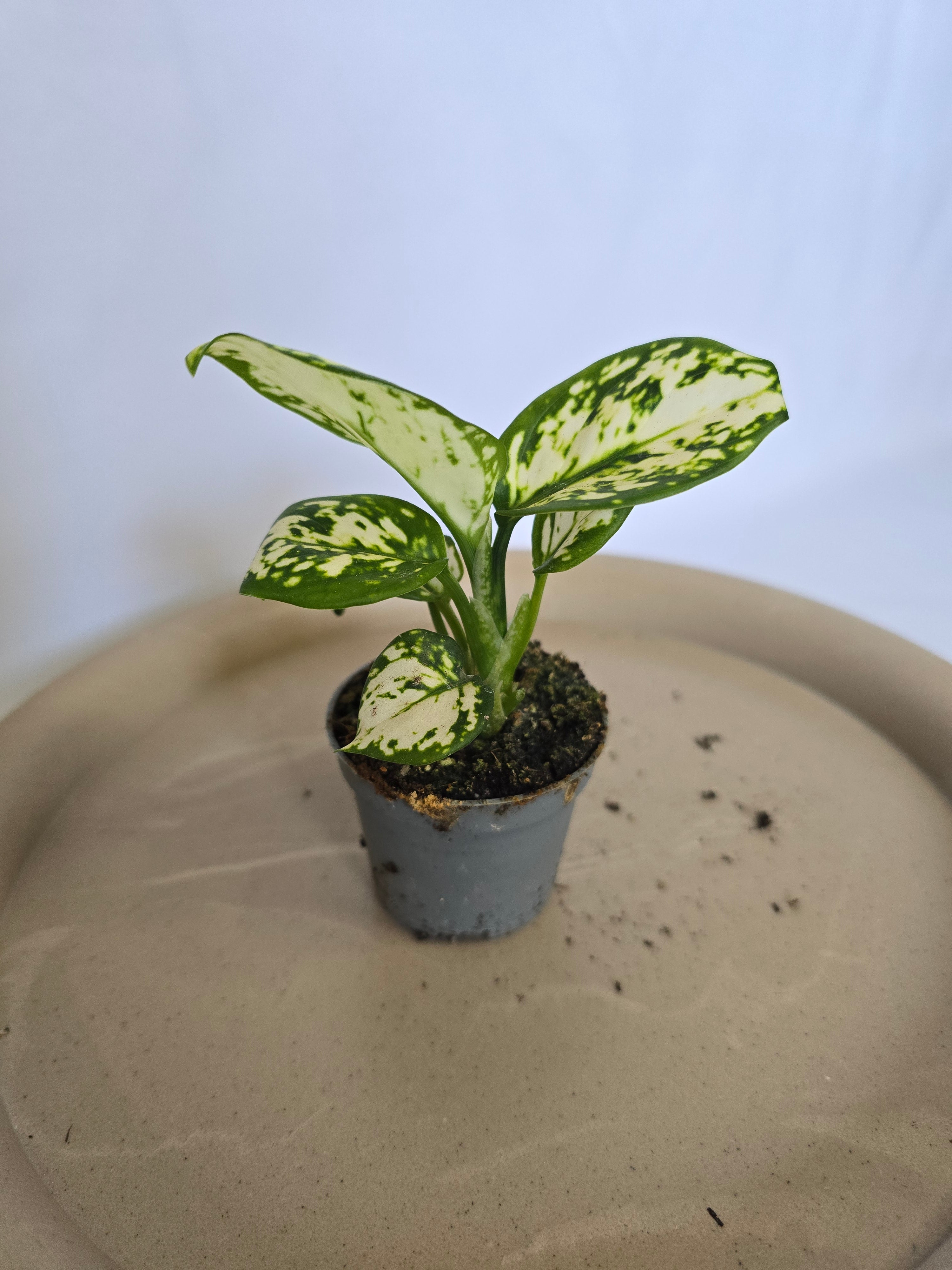 Aglaonema Snowflake ❄️🌿 – Plante Tropicale Élégante