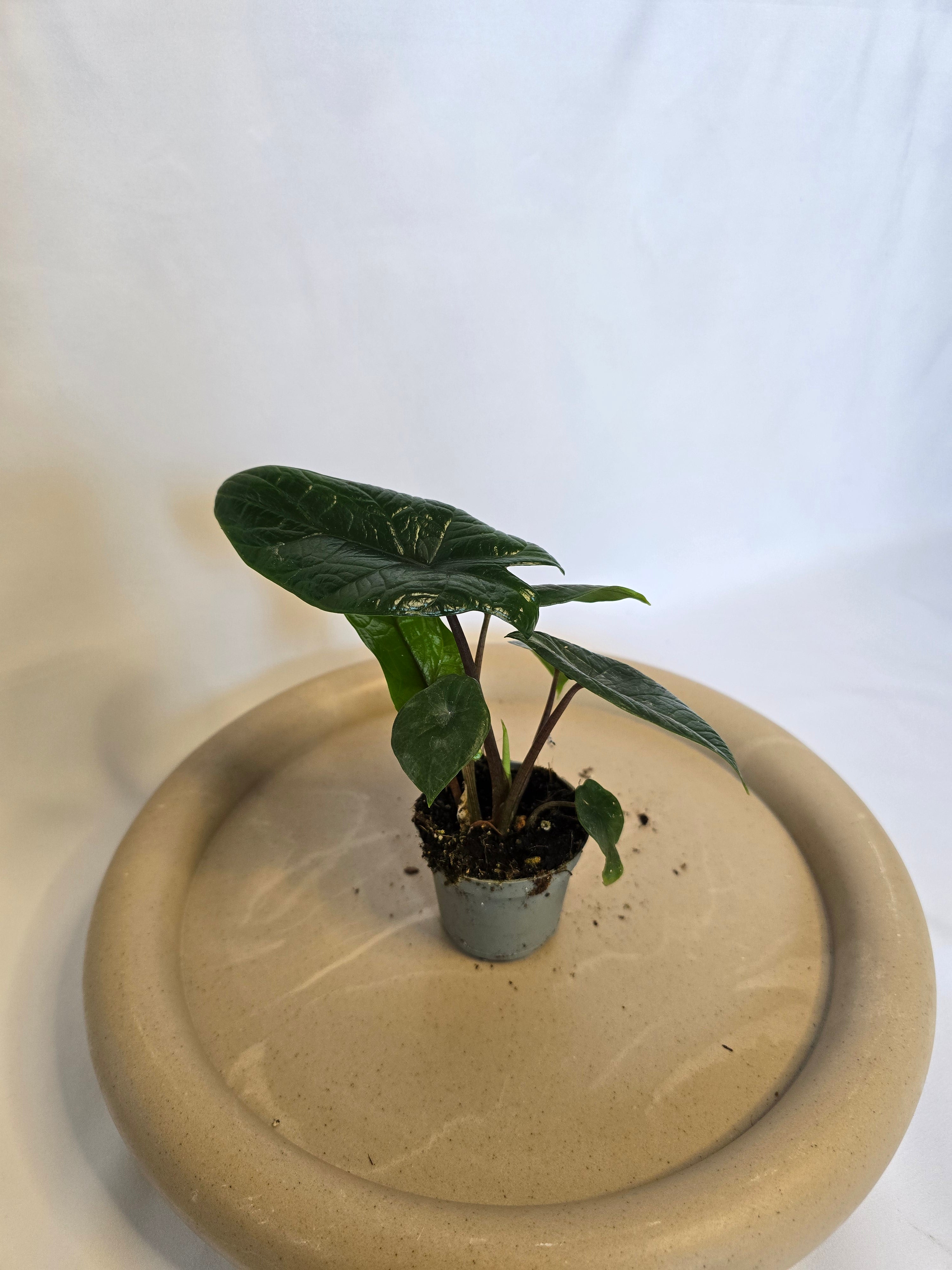 Alocasia Scalprum 🌿🐉 – Plante Tropicale Rare