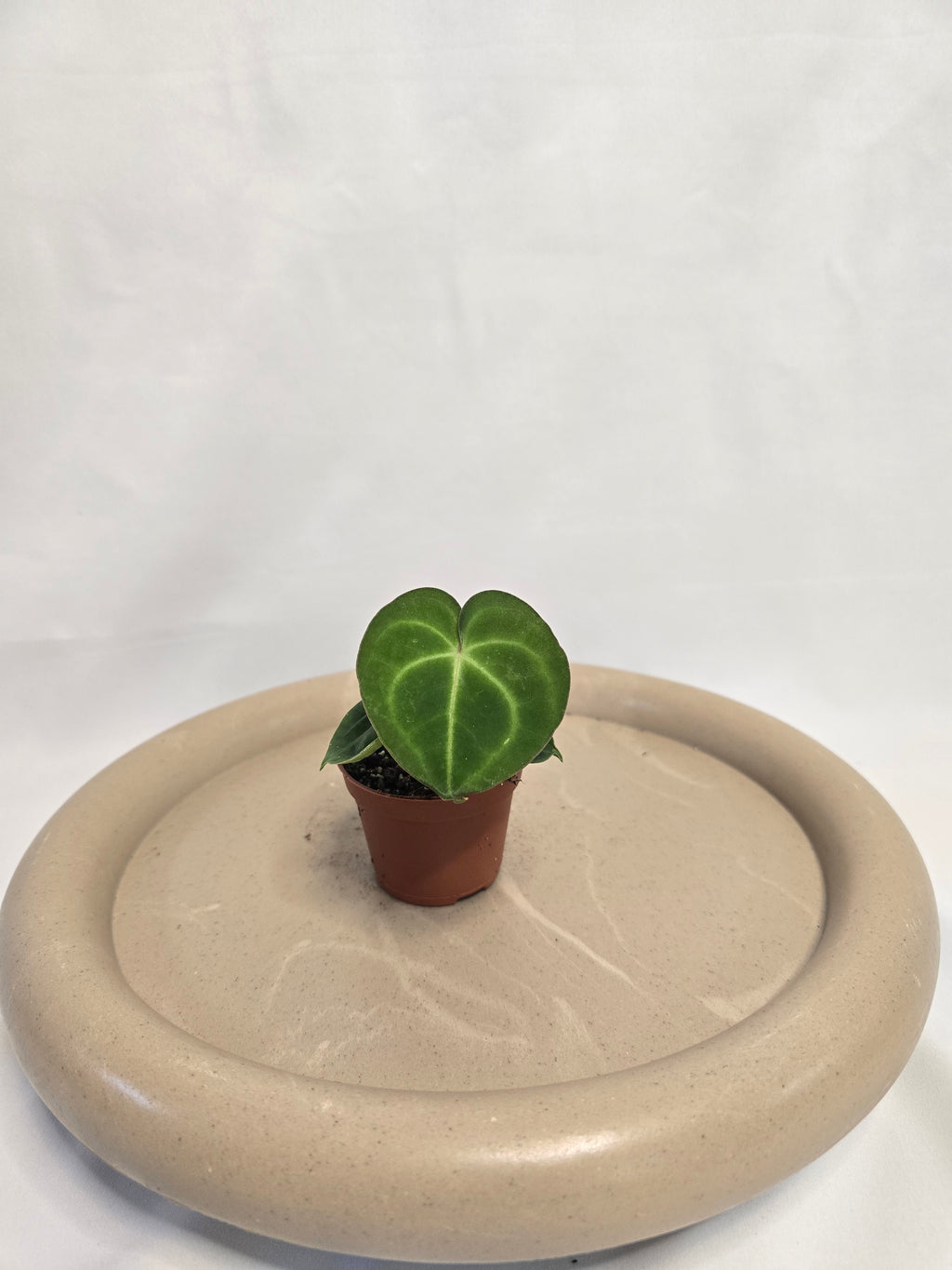 Anthurium Clarinervium – Plante tropicale rare velours