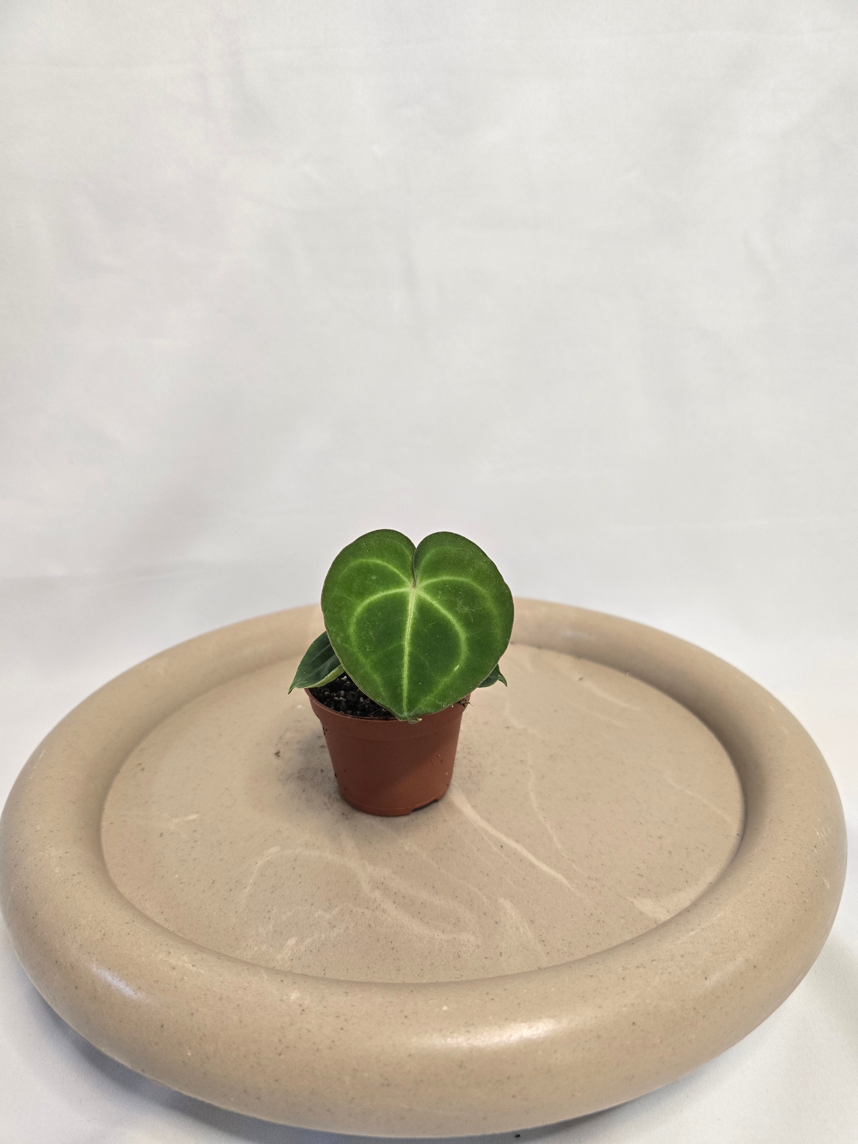 Anthurium Clarinervium – Plante tropicale rare velours