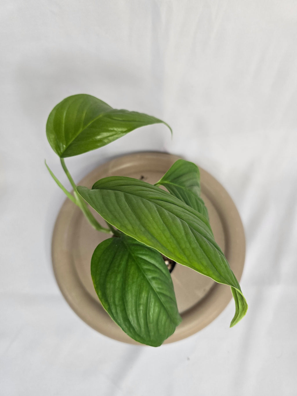 🌿✨ Monstera Obliqua El Pangui – Une Rareté Botanique Exceptionnelle ✨🌿