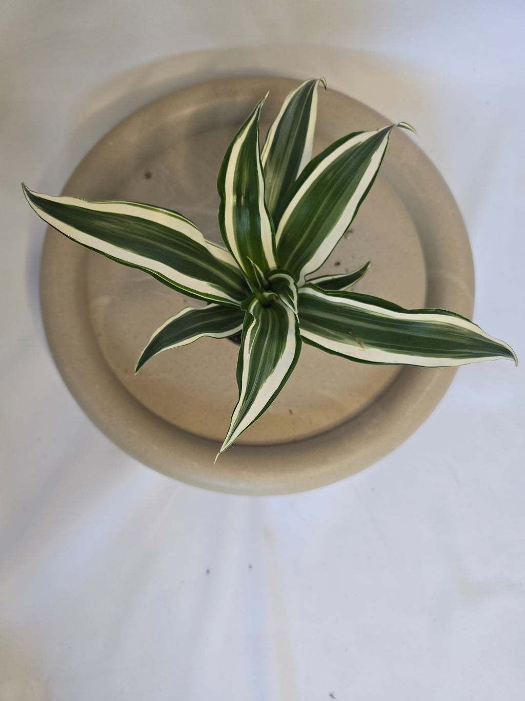 Dracaena White Jewel 🤍🌿 – Plante Tropicale Élégante (Pot 6 cm)