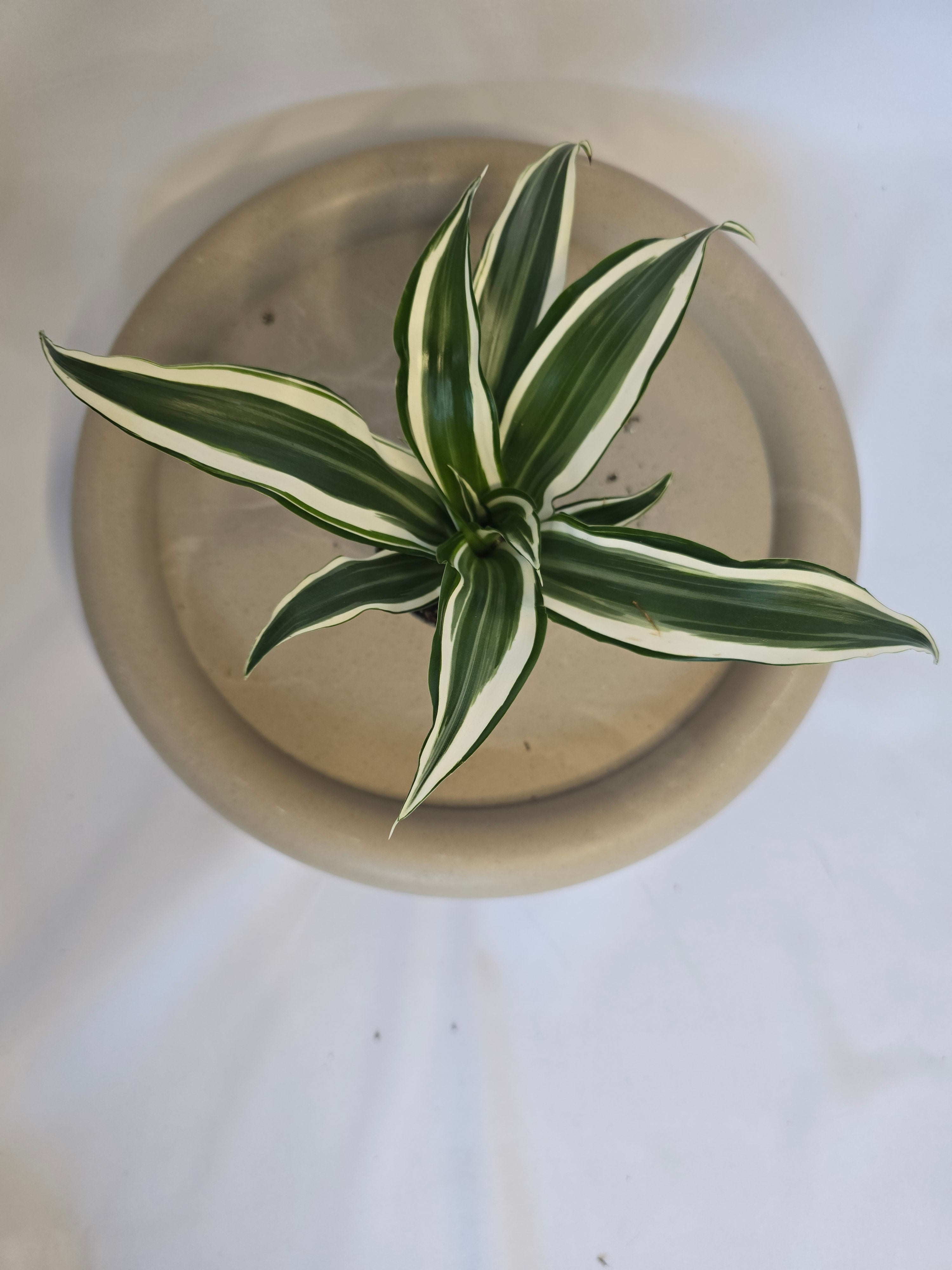 Dracaena White Jewel 🤍🌿 – Plante Tropicale Élégante (Pot 6 cm)