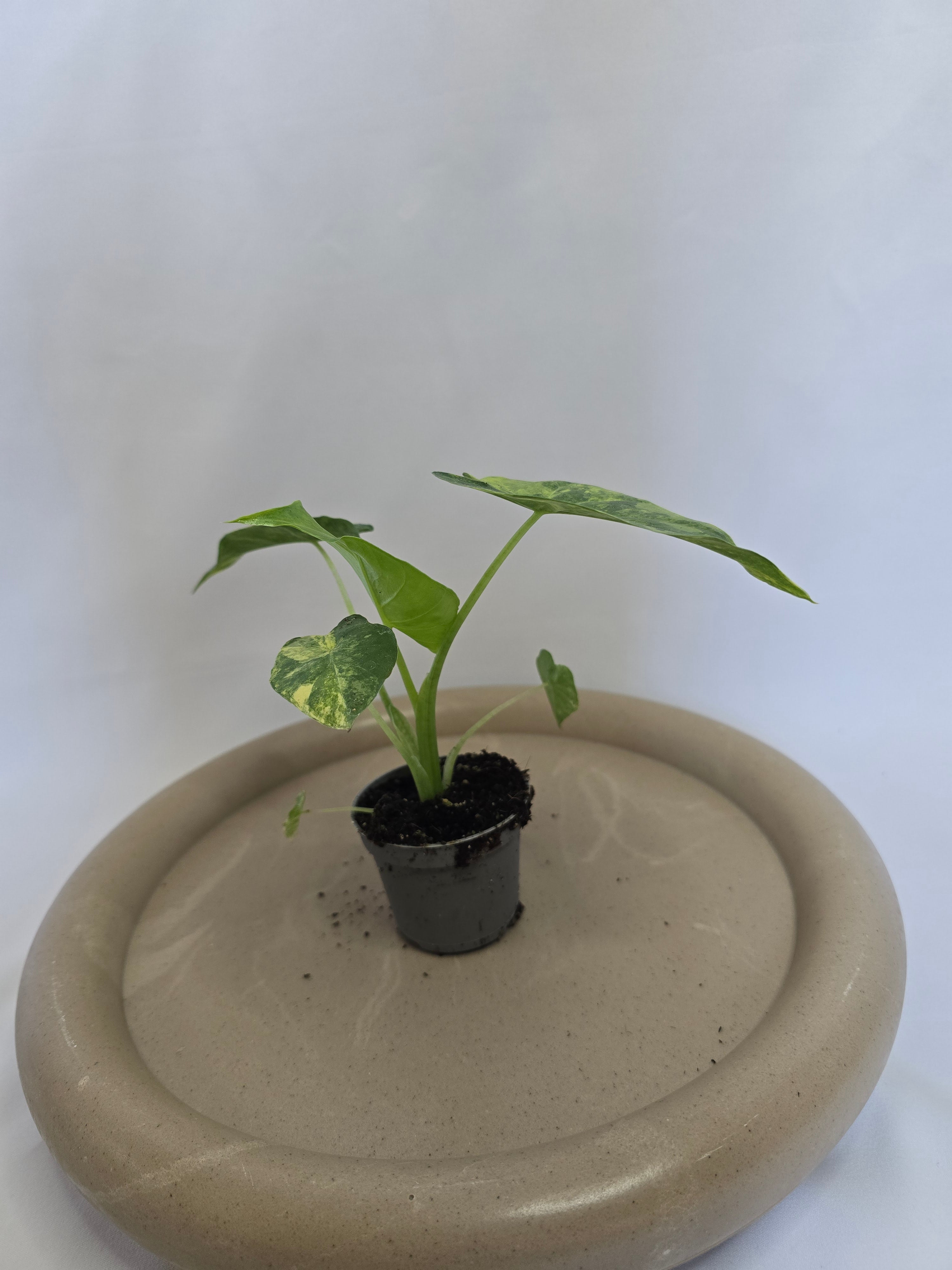 Alocasia Macrorrhizos Aurea Variegata 🌿✨ – Plante Rare Panachée