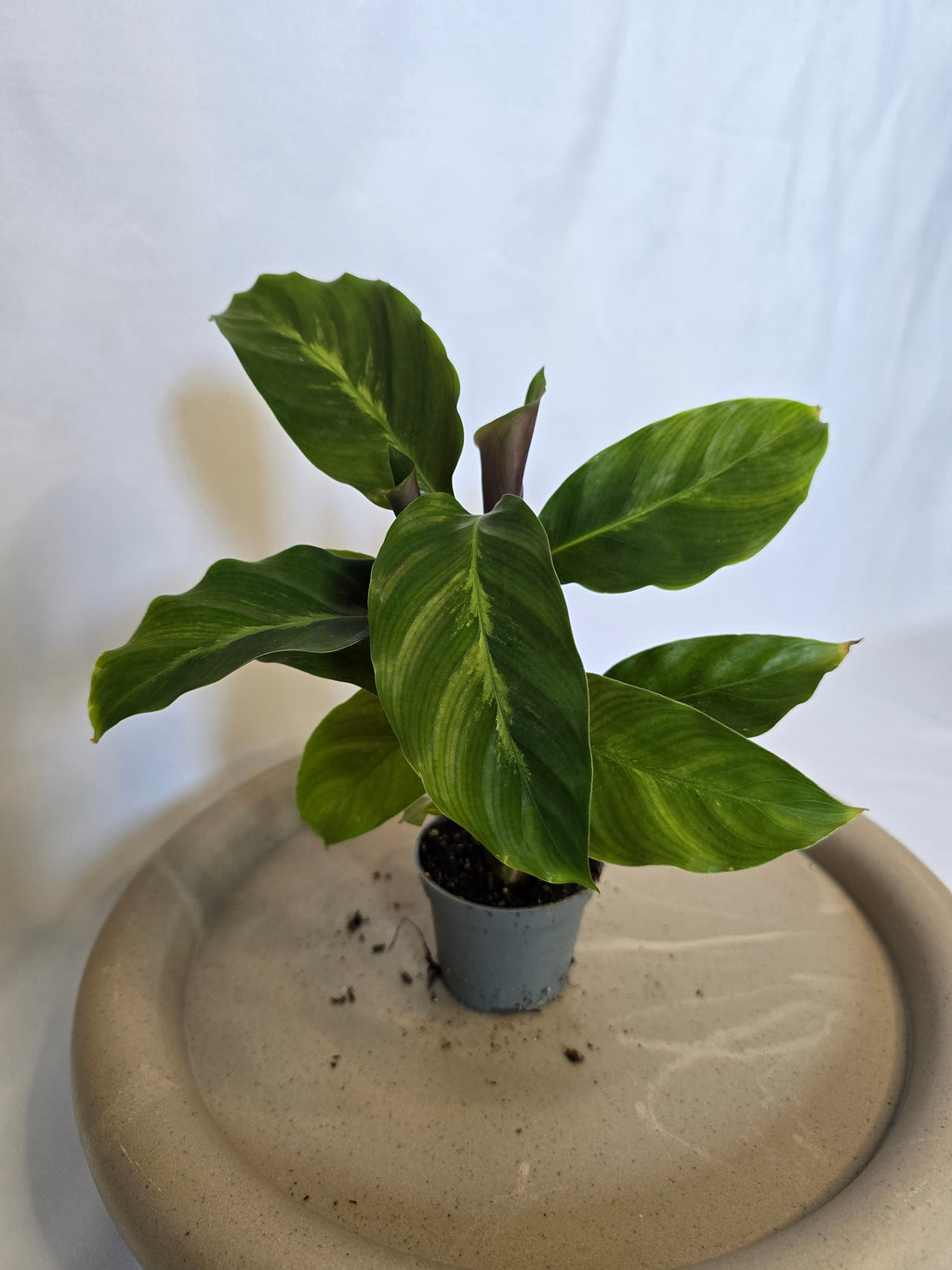 Calathea Misto 🌿✨ – Plante Tropicale Élégante