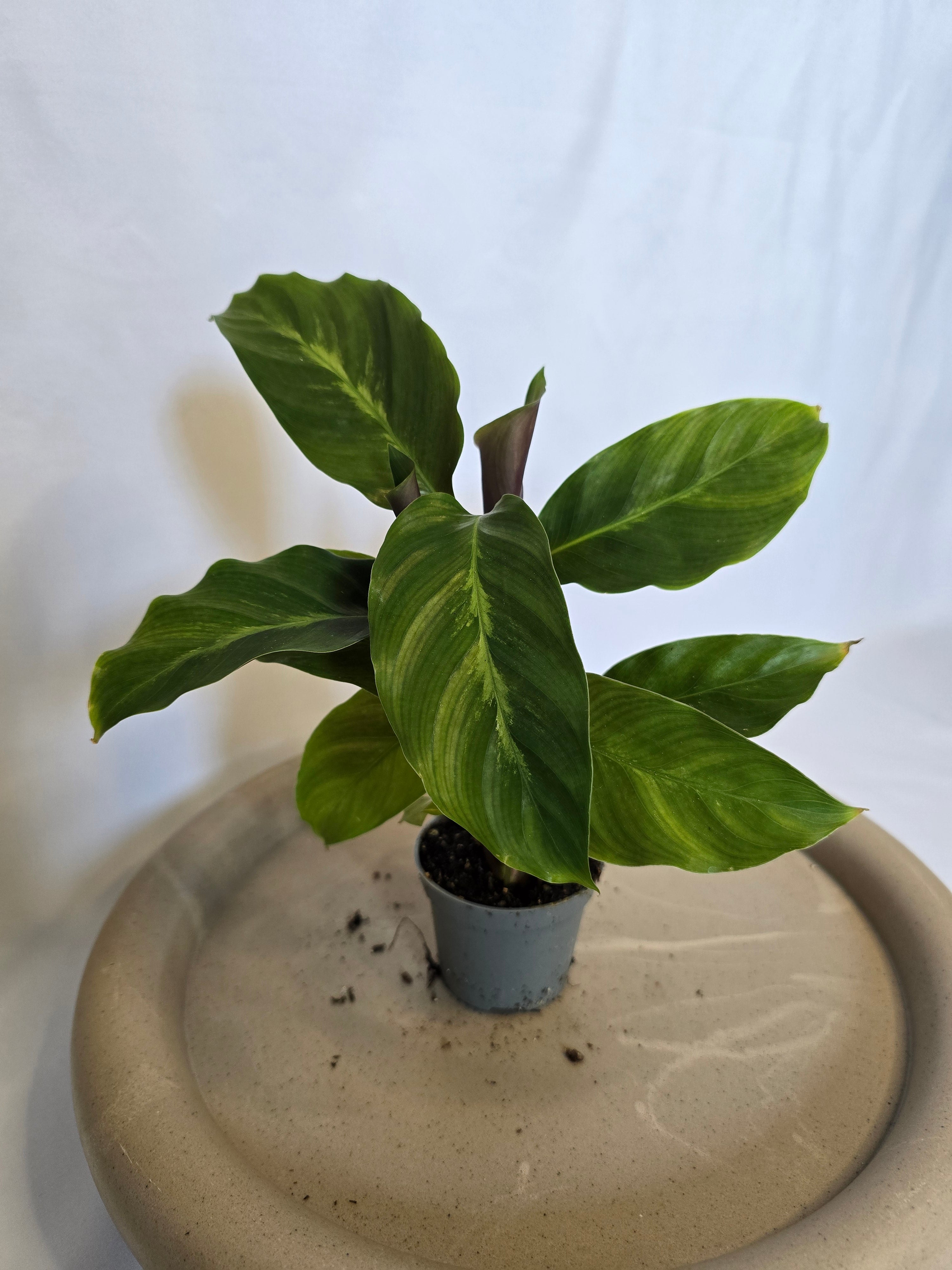 Calathea Misto 🌿✨ – Plante Tropicale Élégante