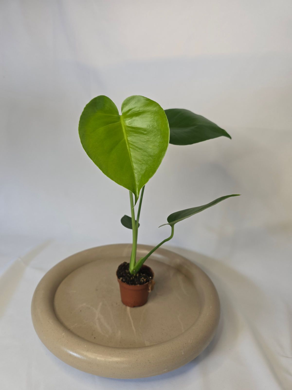 Monstera deliciosa 🌱✨️