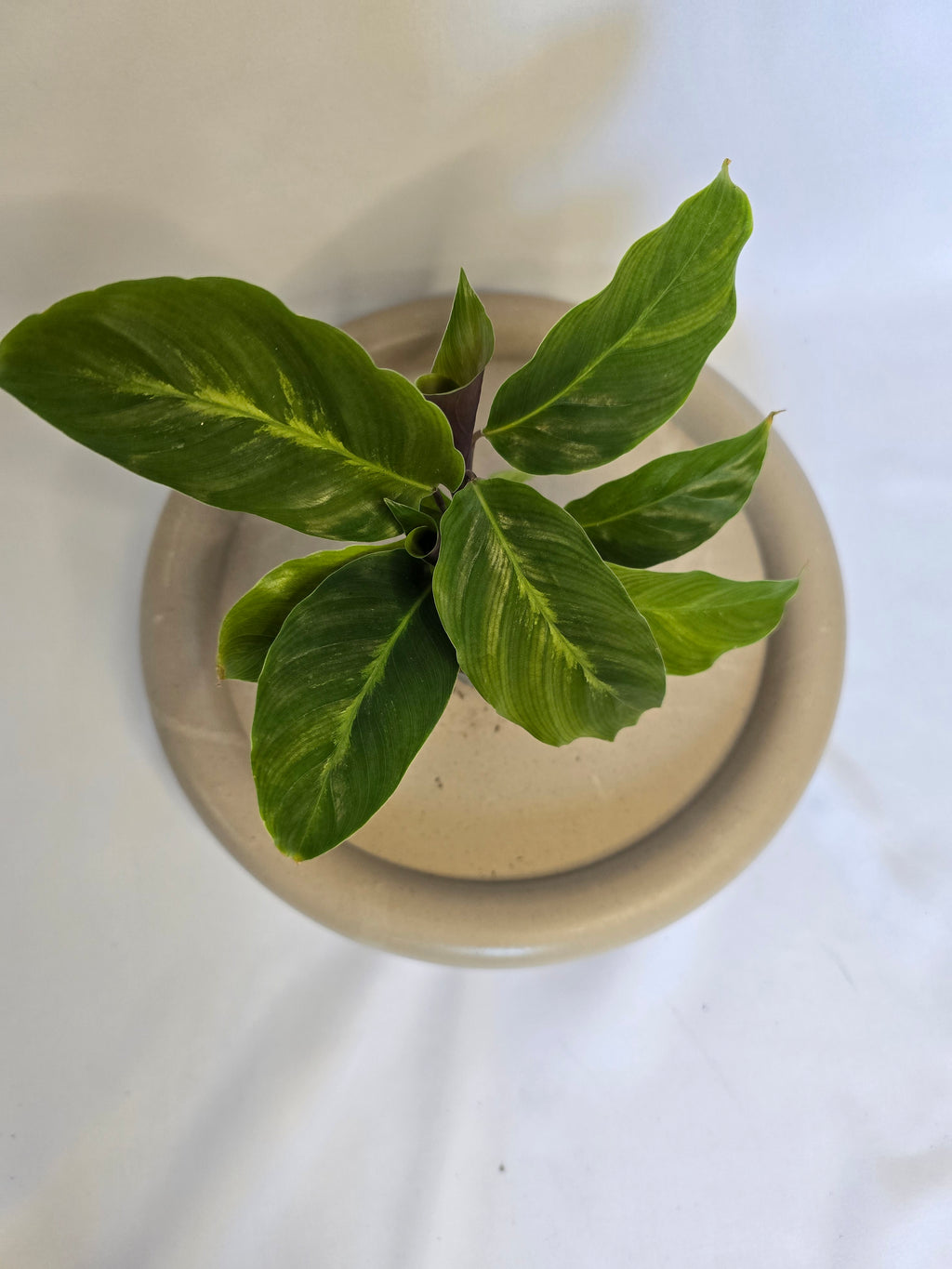 Calathea Misto 🌿✨ – Plante Tropicale Élégante