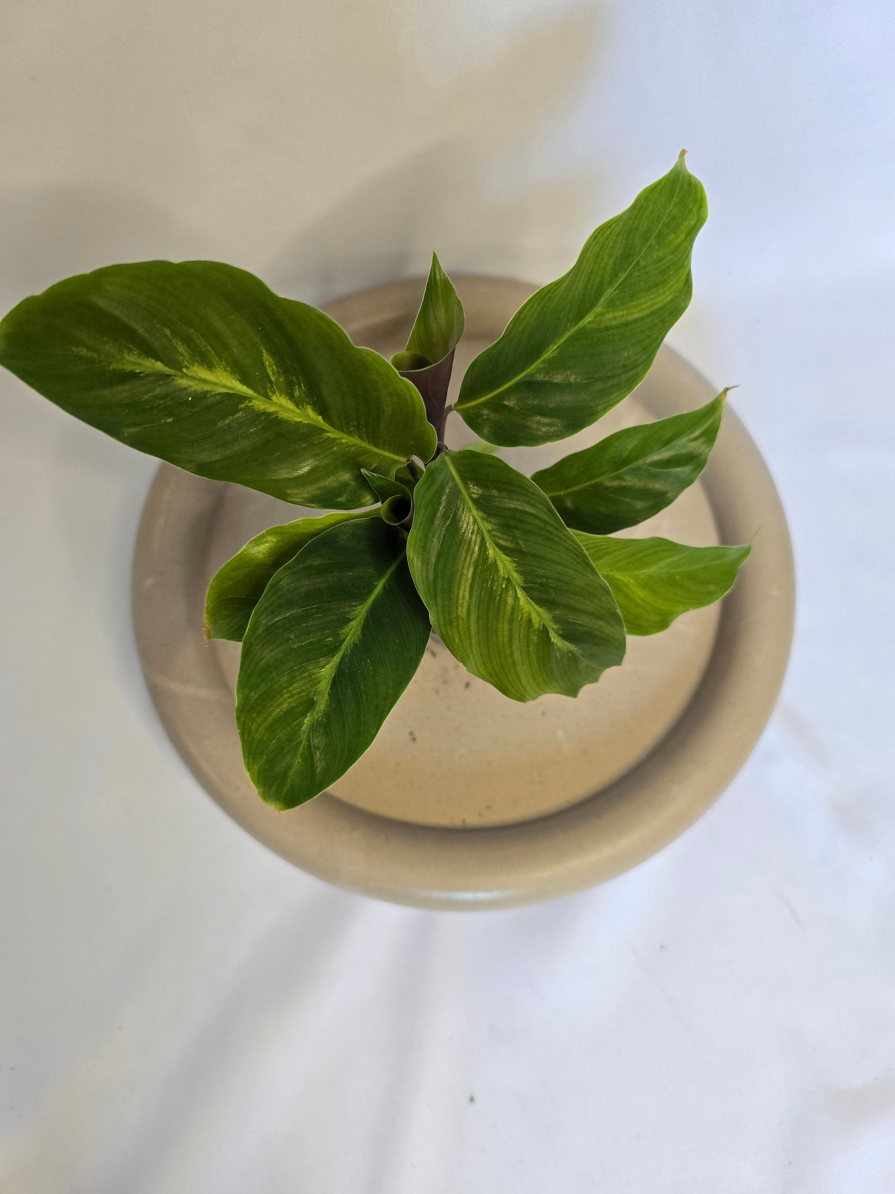 Calathea Misto 🌿✨ – Plante Tropicale Élégante