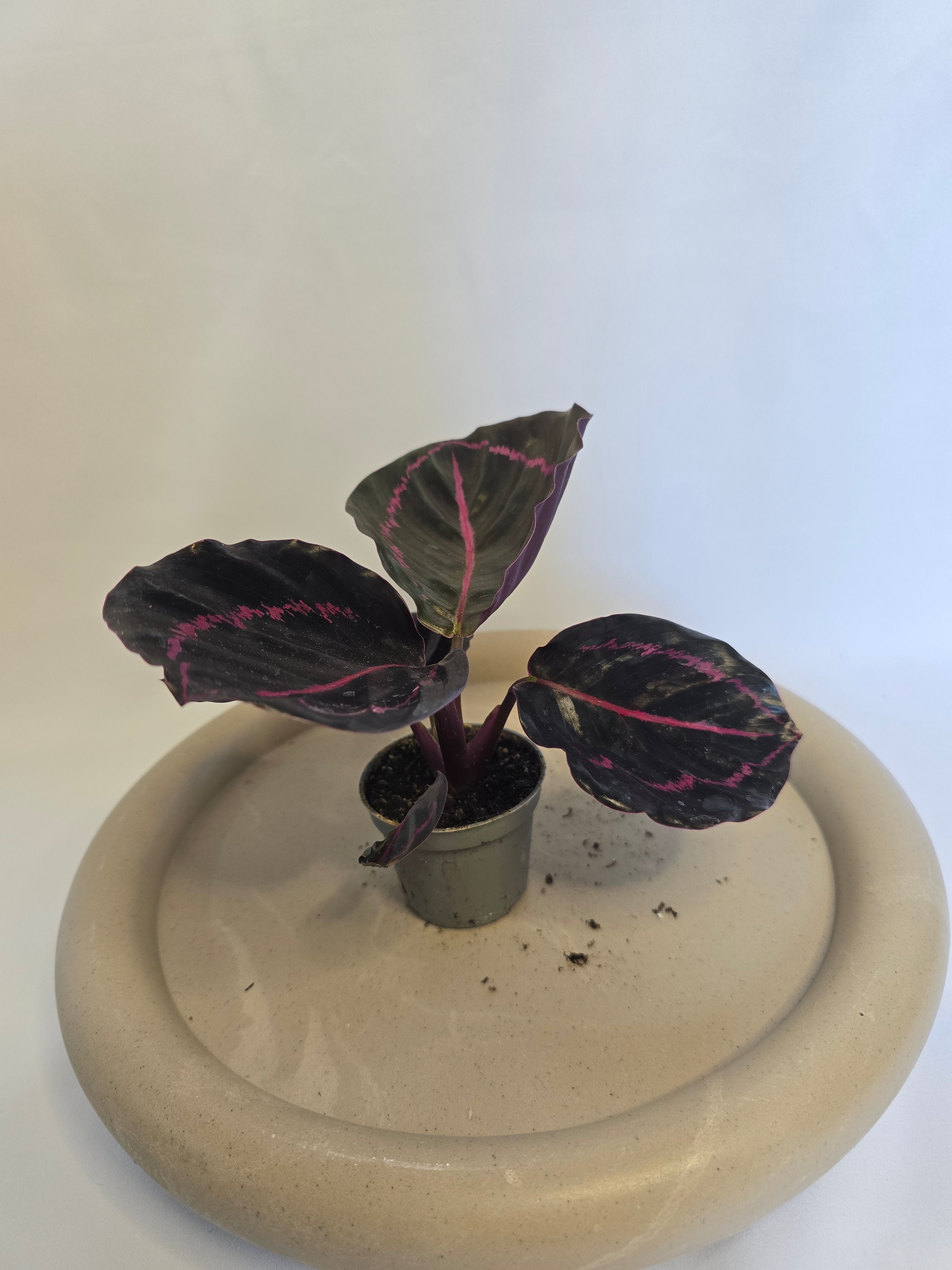 Calathea Roseopicta 🌿💗 – Plante Tropicale Élégante