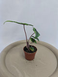 Alocasia Jacklyn 🌿 – Plante Tropicale Rare au Feuillage Unique