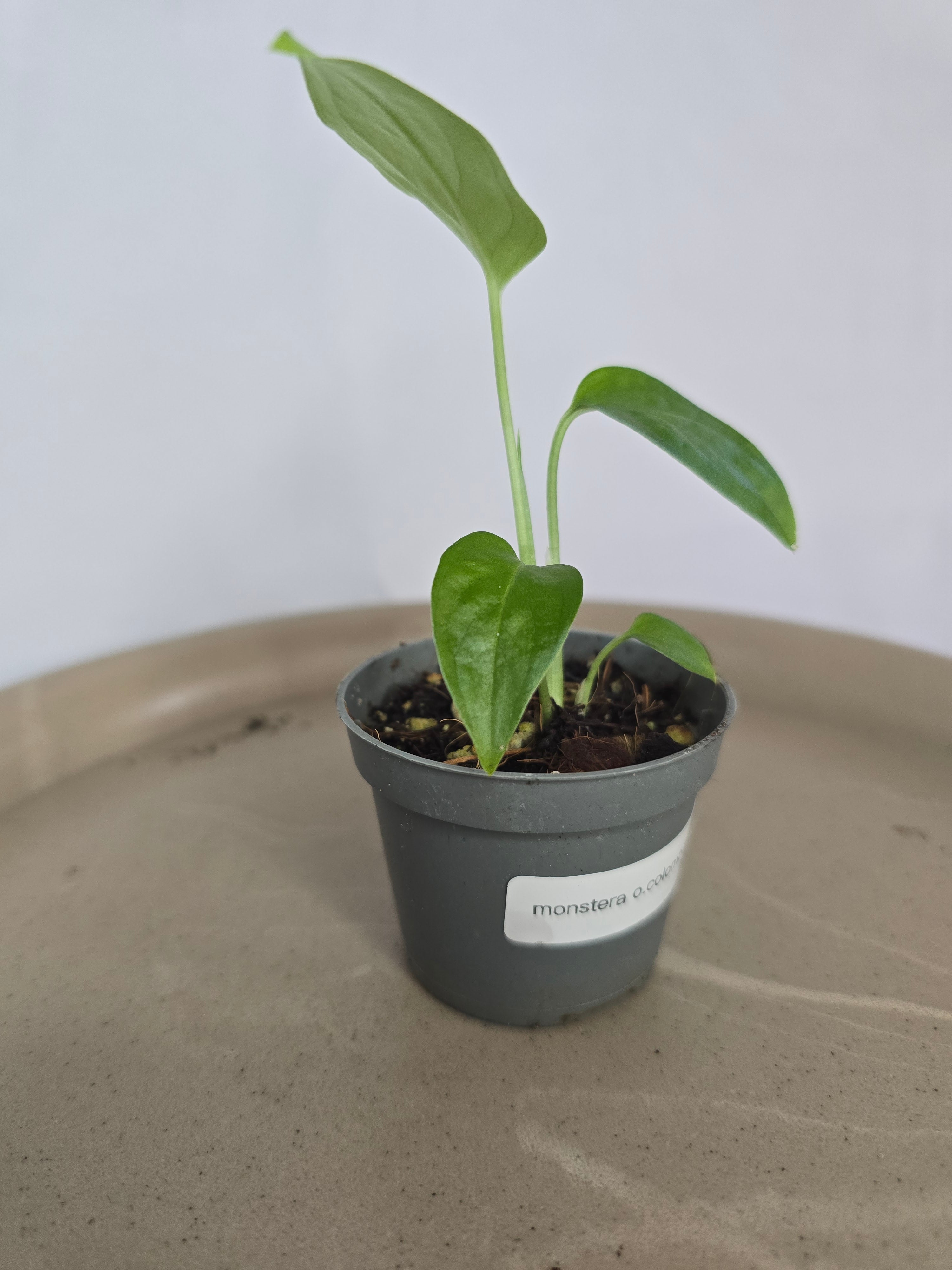 🌿✨ Monstera Obliqua Colombia – La Perle Rare des Collectionneurs ✨🌿
