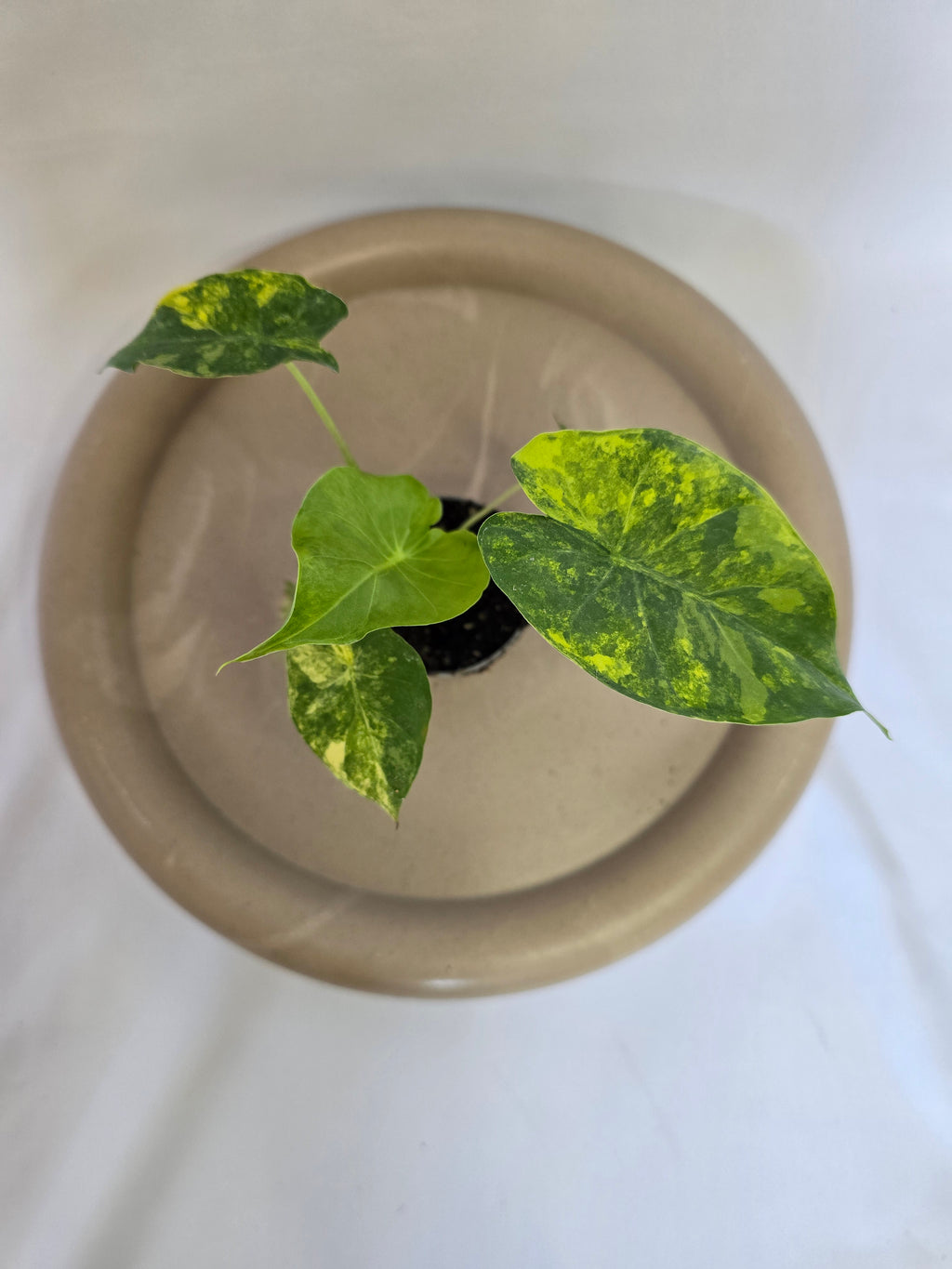 Alocasia Macrorrhizos Aurea Variegata 🌿✨ – Plante Rare Panachée