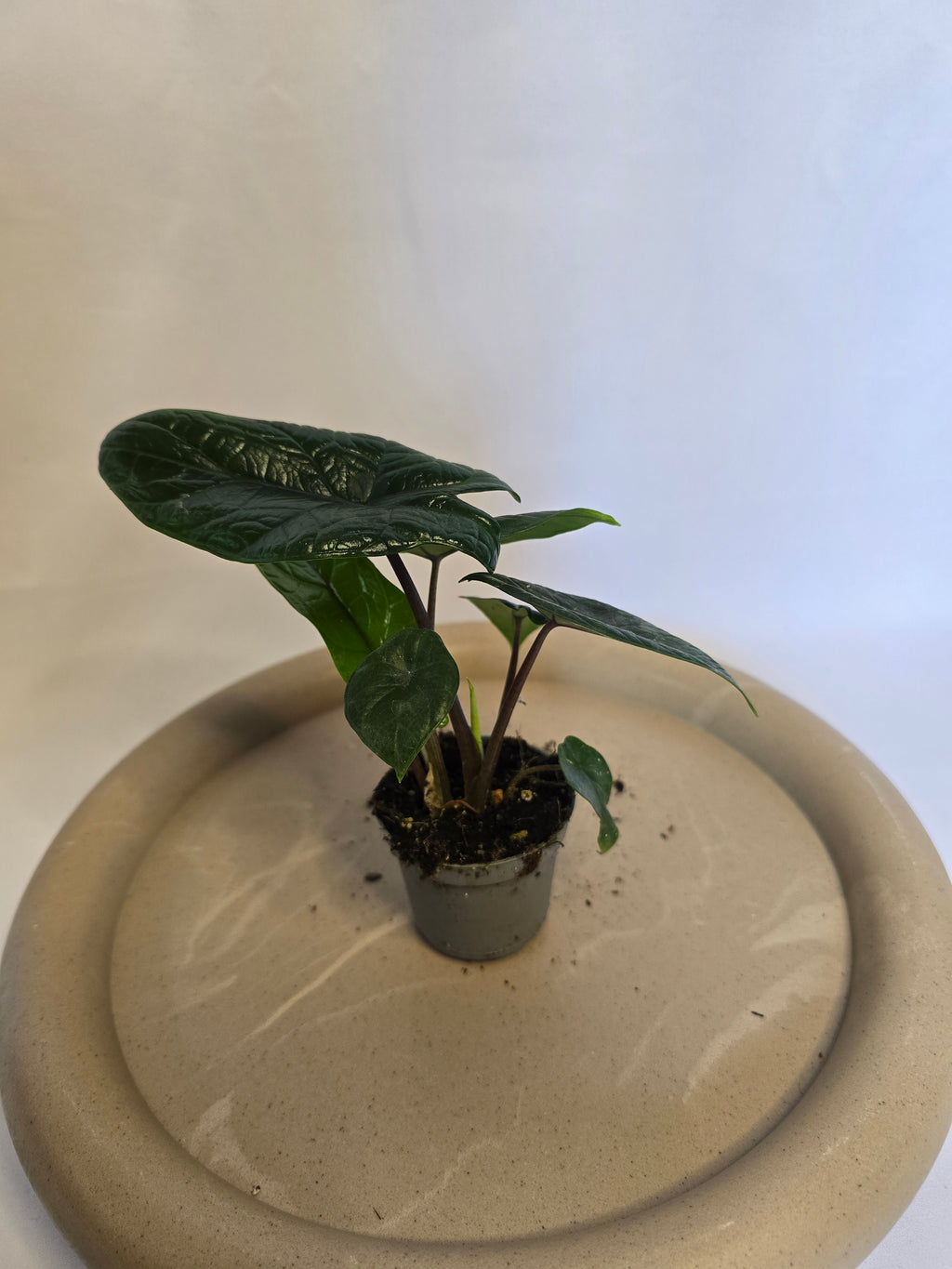 Alocasia Scalprum 🌿🐉 – Plante Tropicale Rare