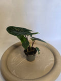 Alocasia Scalprum 🌿🐉 – Plante Tropicale Rare