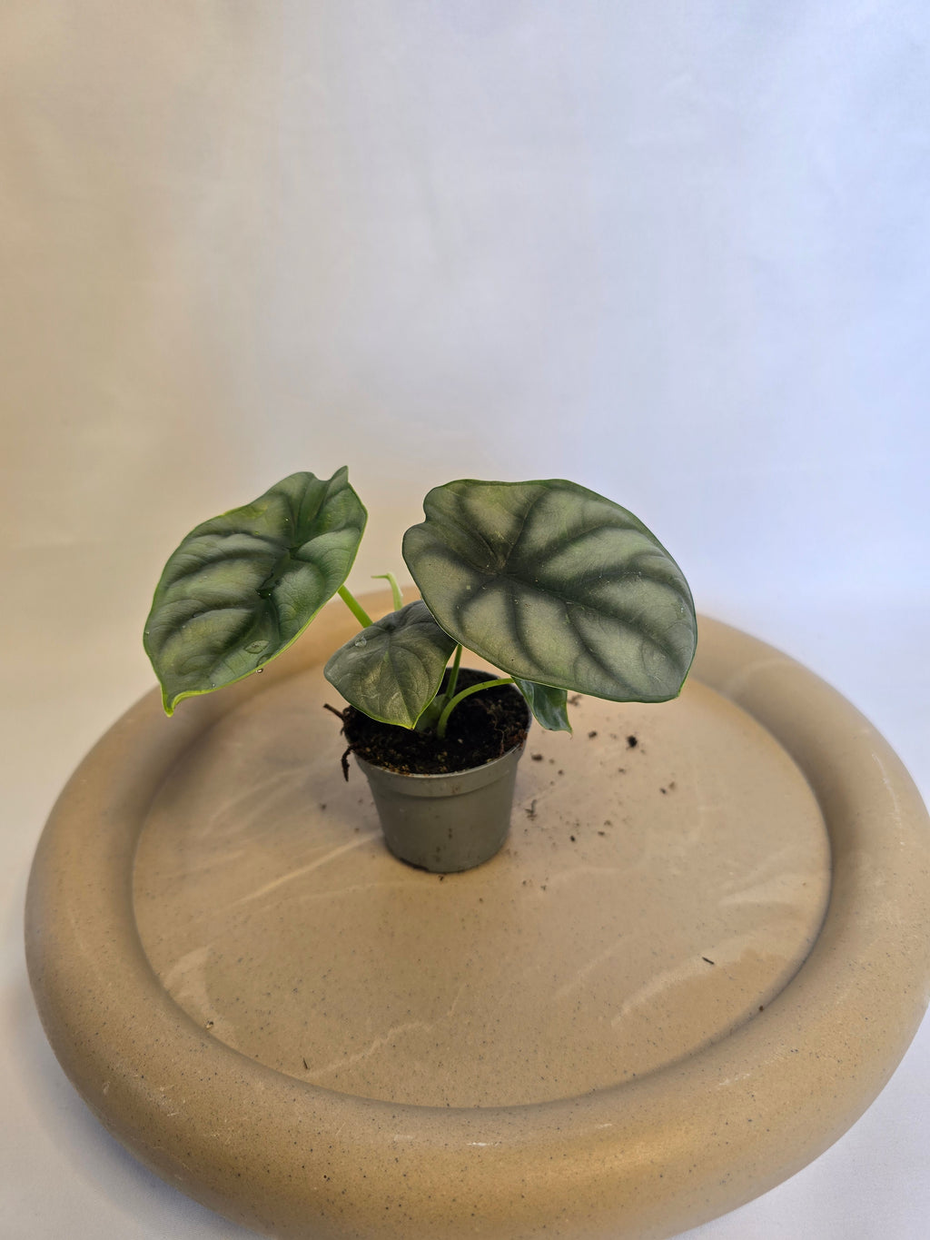 Alocasia Silver Dragon 🐉✨ – Plante Tropicale Rare