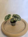 Alocasia Silver Dragon 🐉✨ – Plante Tropicale Rare