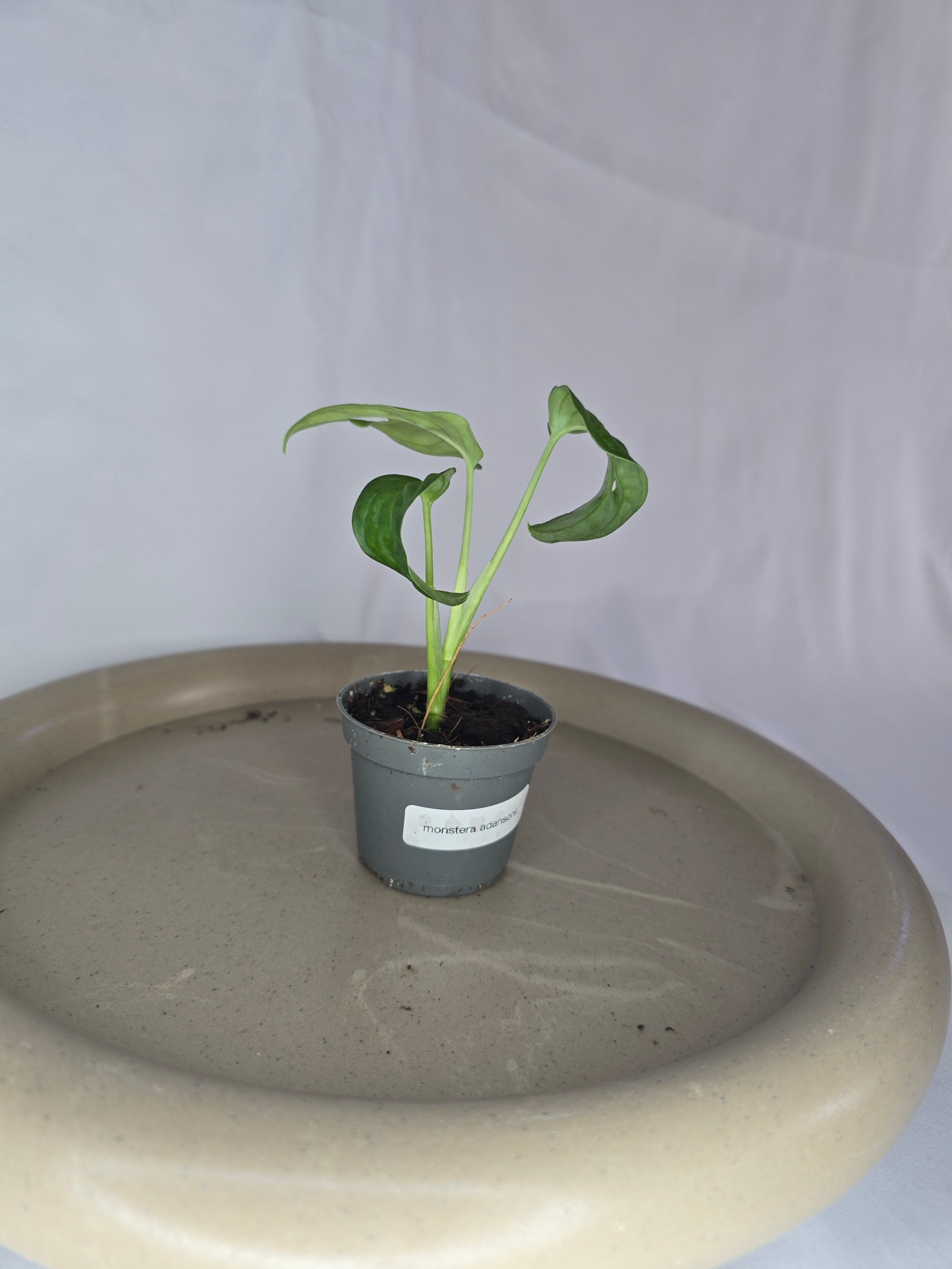 🌿✨ Monstera Adansonii – La Star des Plantes Tropicales ✨🌿