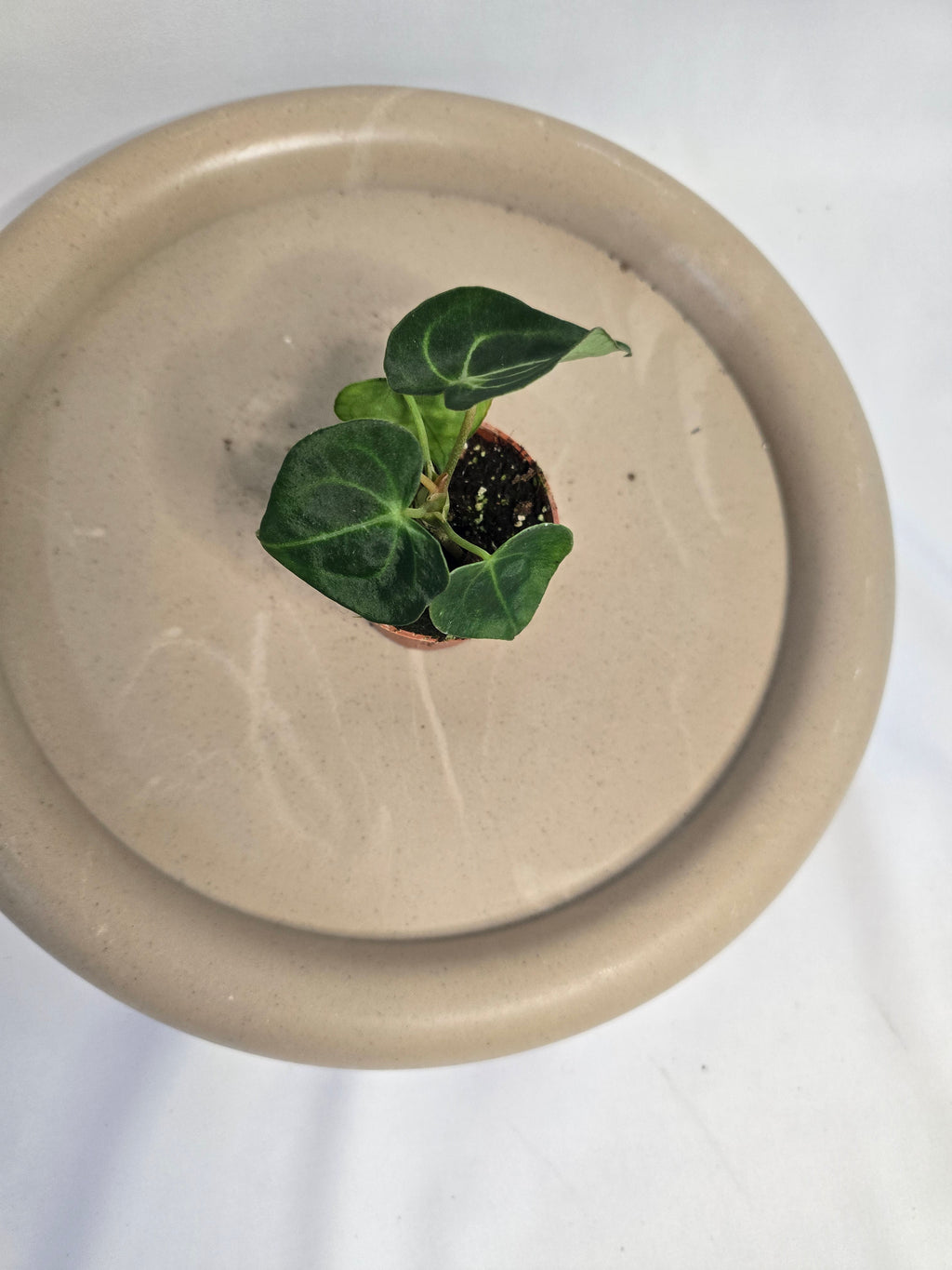 Anthurium Magnificum – Plante tropicale rare velours
