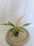 Philodendron Ring of Fire 🔥🌿 – Plante Rare Panachée