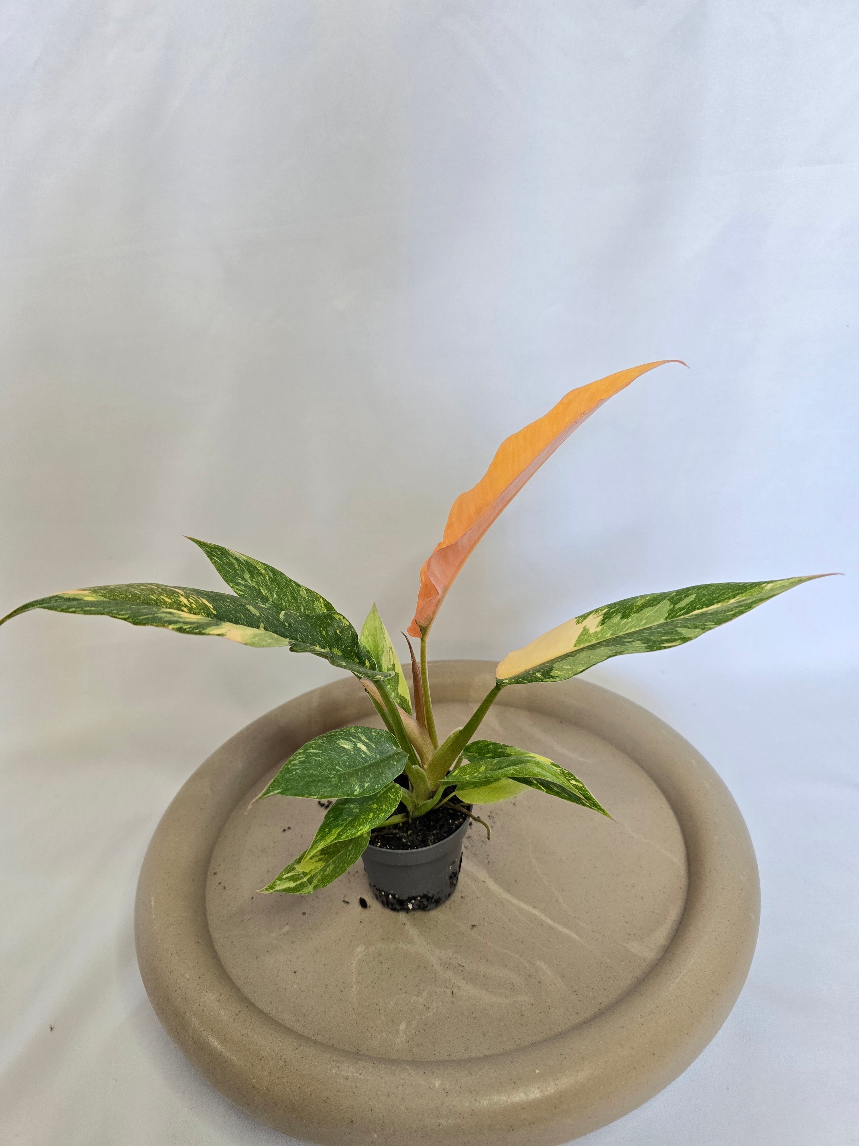Philodendron Ring of Fire 🔥🌿 – Plante Rare Panachée
