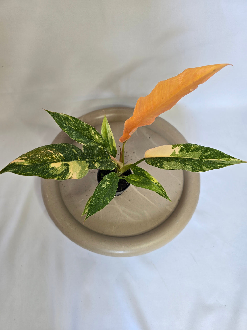 Philodendron Ring of Fire 🔥🌿 – Plante Rare Panachée