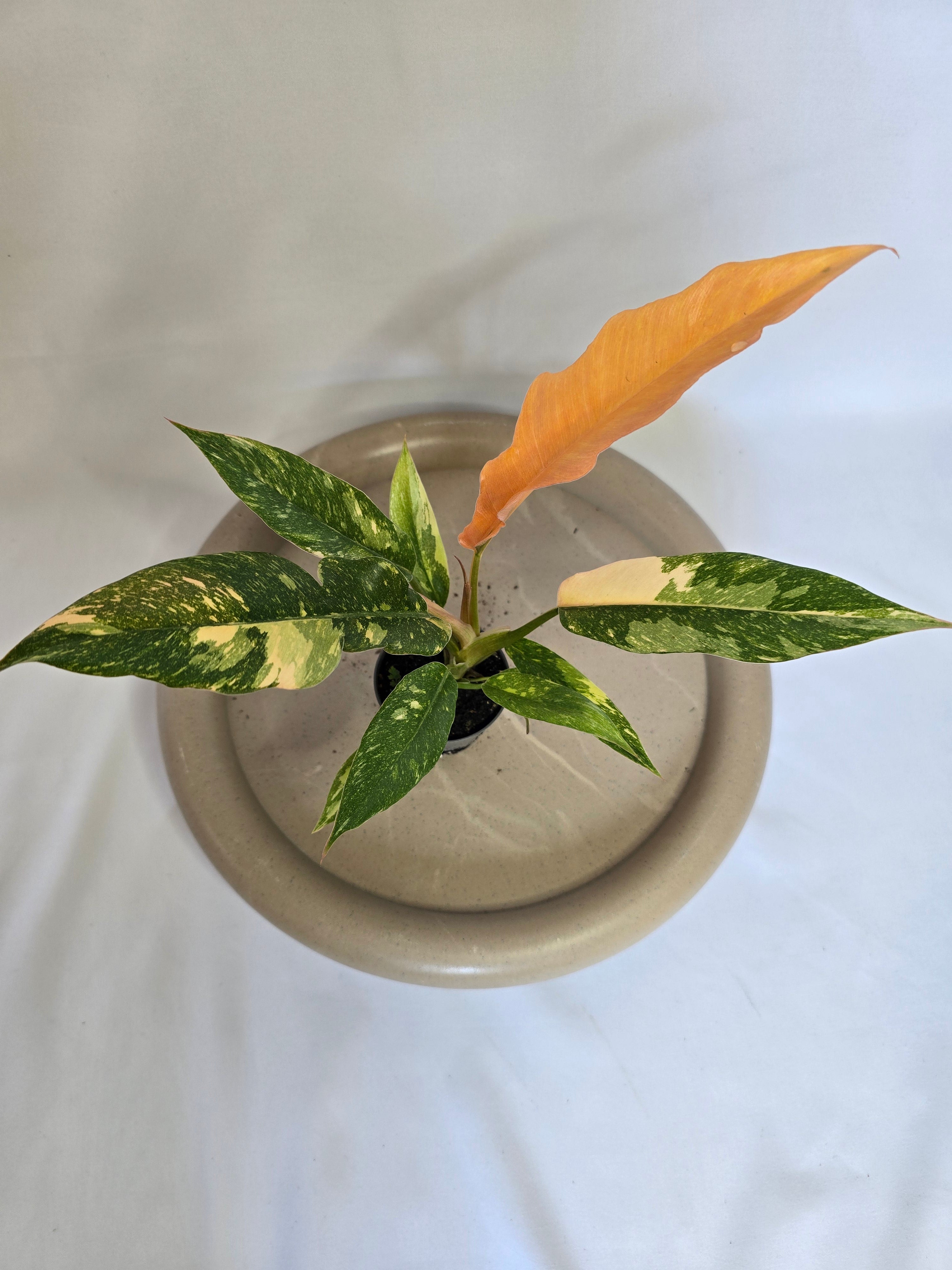 Philodendron Ring of Fire 🔥🌿 – Plante Rare Panachée
